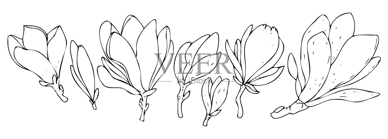 向量集黑白植物元素，野花和园林花-木兰，着色书插画图片素材
