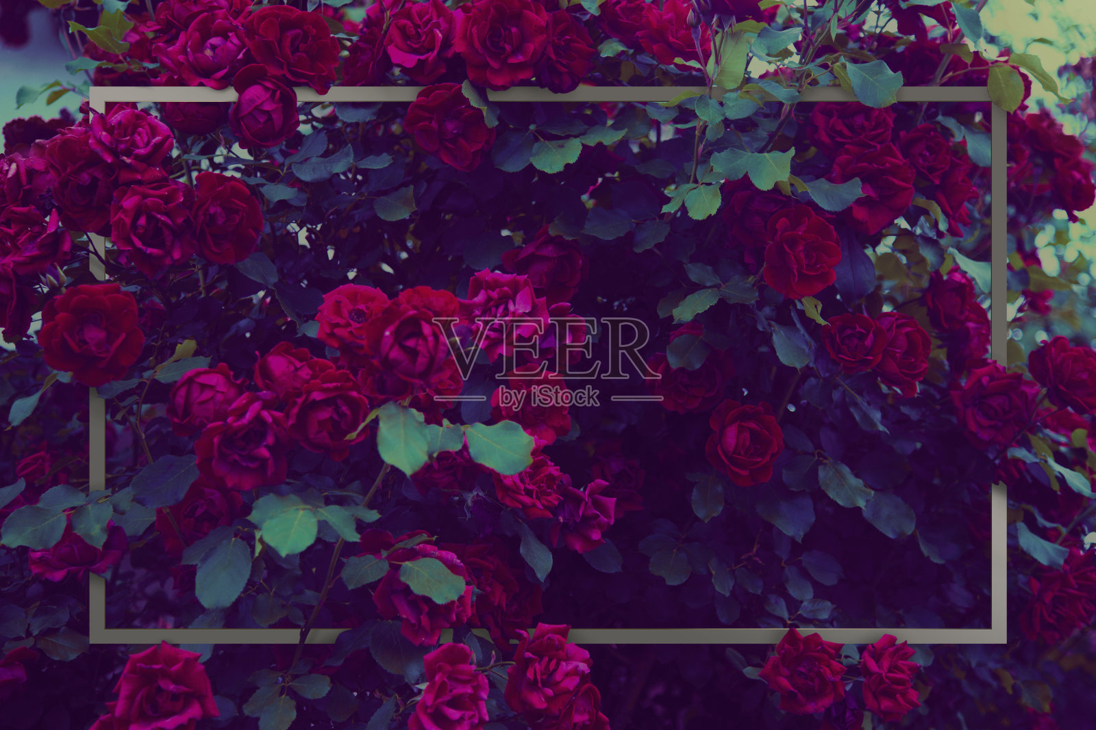 玫瑰框架照片摄影图片