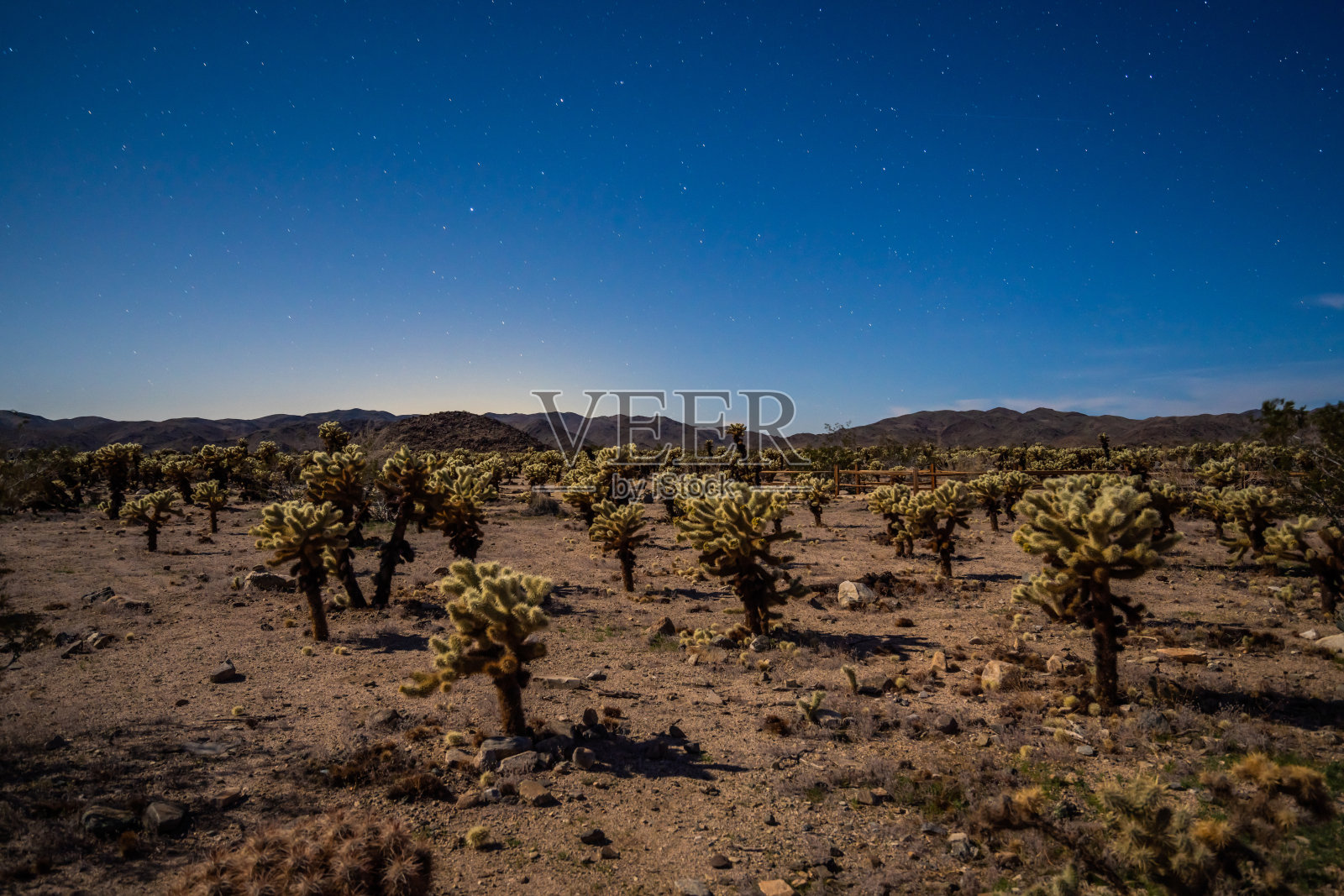 晚上有仙人掌照片摄影图片