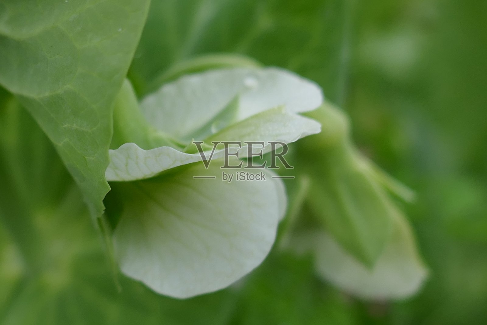 茂盛豌豆植物照片摄影图片