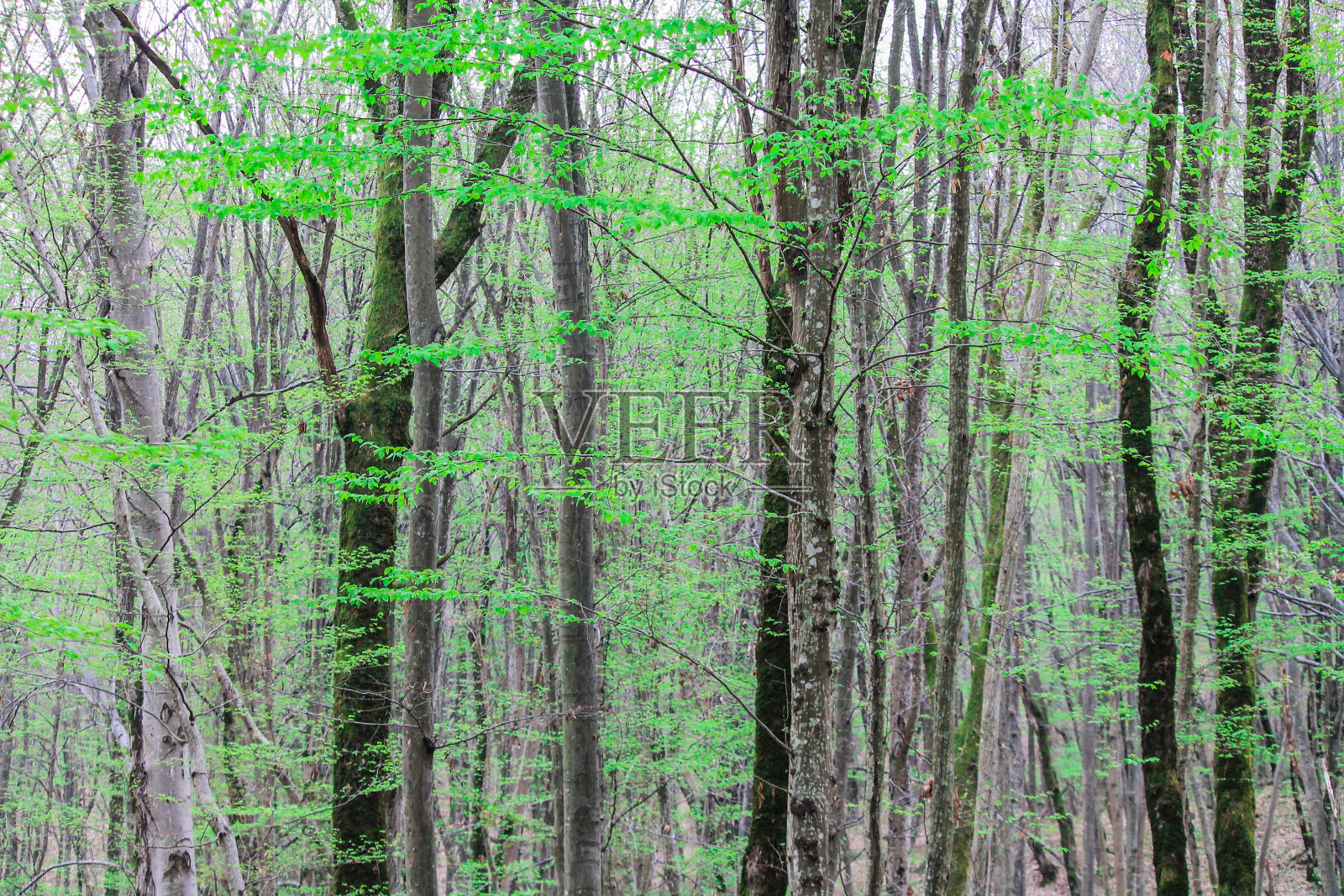 森林里没有人。绿树成荫，草木青苔，野生动物，旅游、远足的好去处。清洁自然的理念，健康的生活方式。选择性的热点照片摄影图片