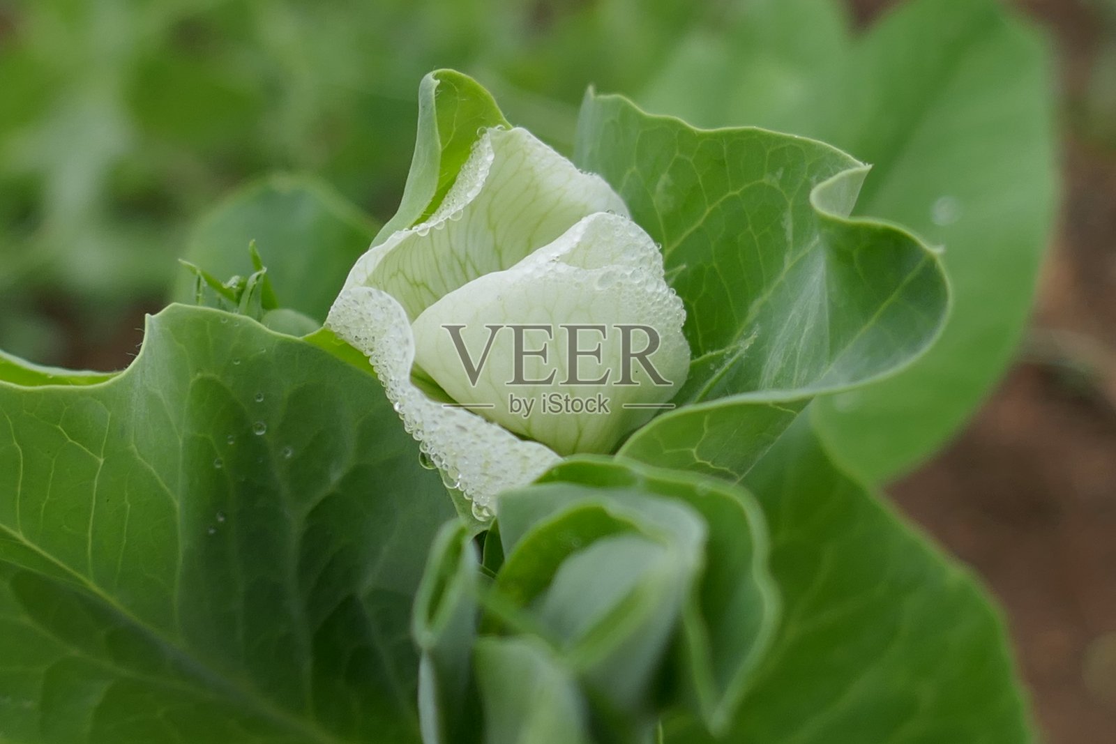 茂盛豌豆植物照片摄影图片