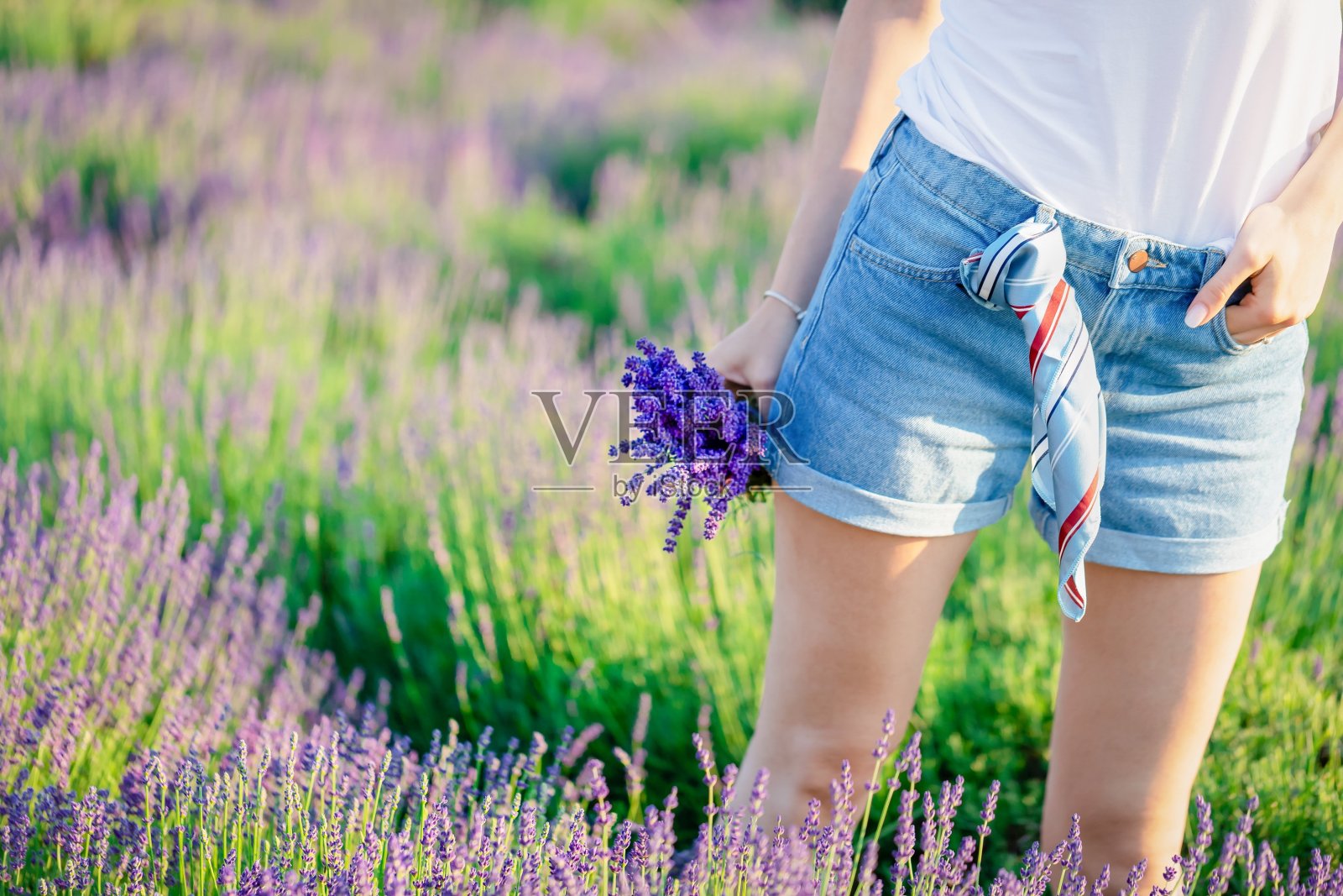 女孩手捧一束清新美丽的薰衣草在薰衣草地里。夏天的时间照片摄影图片