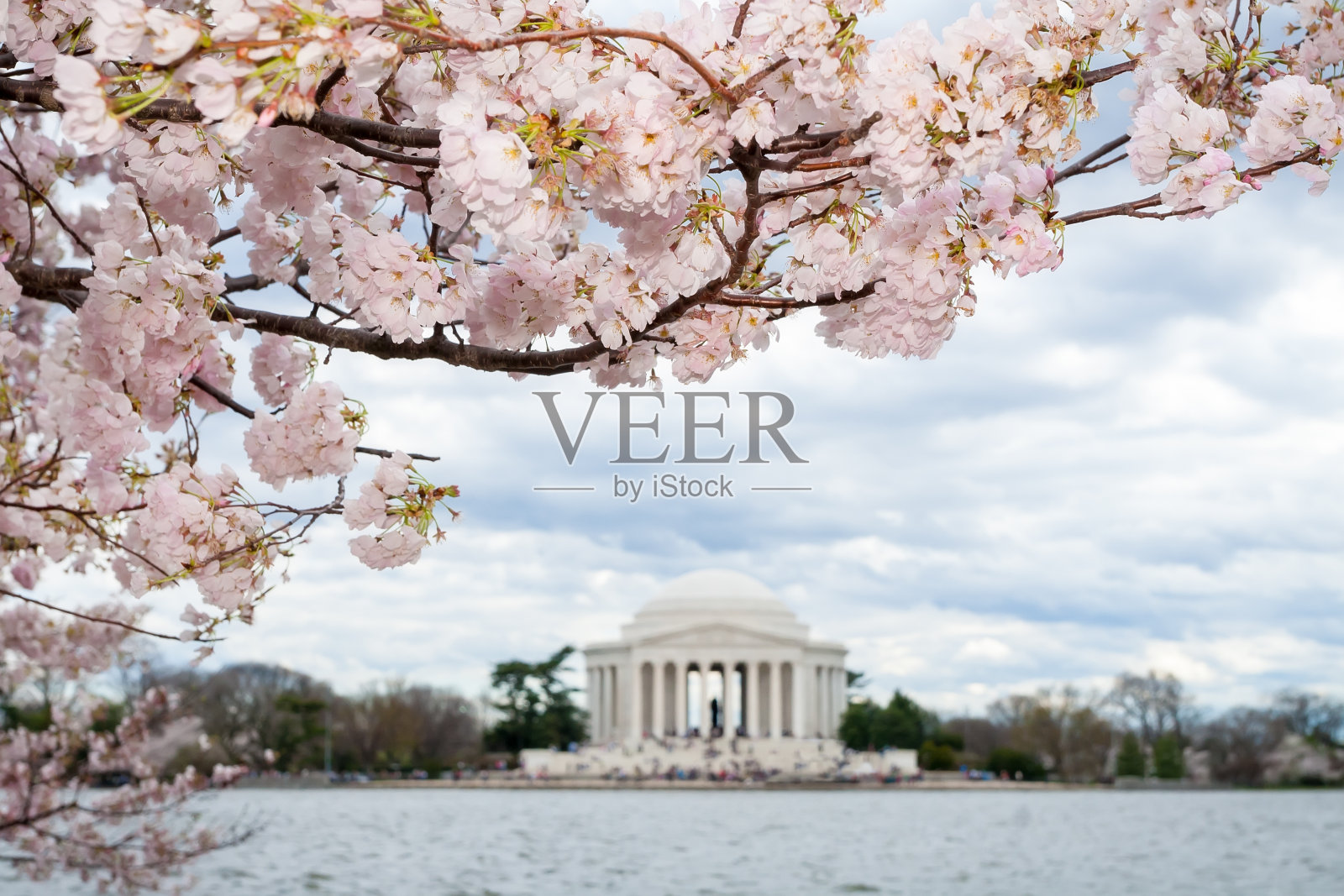 华盛顿特区的樱花和杰斐逊纪念堂照片摄影图片