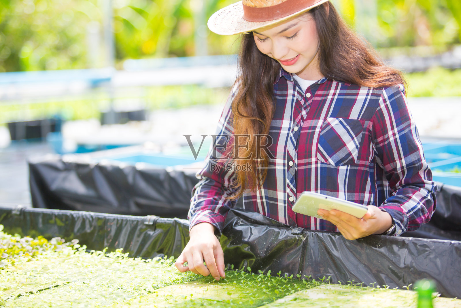 美丽的女性农民正在研究种植蔬菜的质量分析，以收集数据检查质量和产量的有机蔬菜在现代水培农场。照片摄影图片