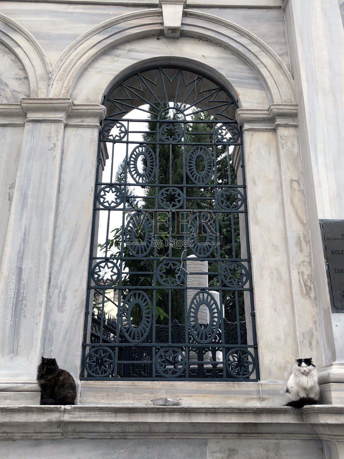 黑猫和白猫照片摄影图片