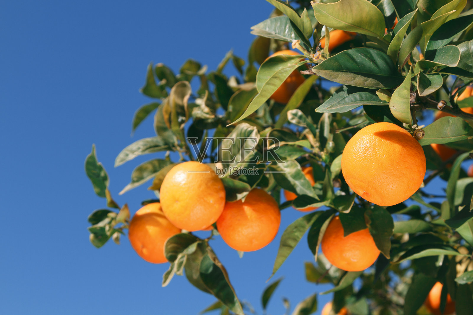 在蓝天的背景下，橘红色的树枝和绿色的树叶。照片摄影图片