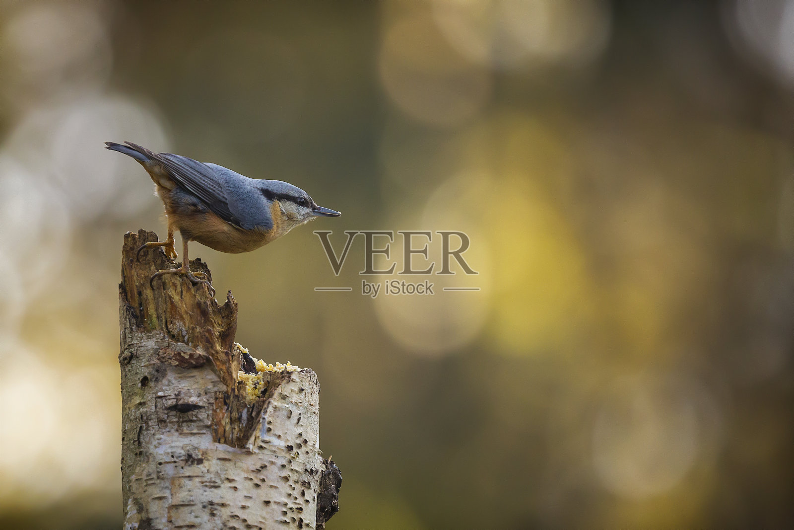 飞蛾(Sitta europaea)照片摄影图片