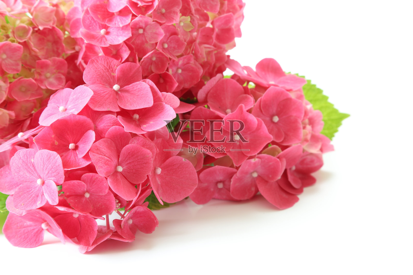 白色背景下的粉色绣球花照片摄影图片