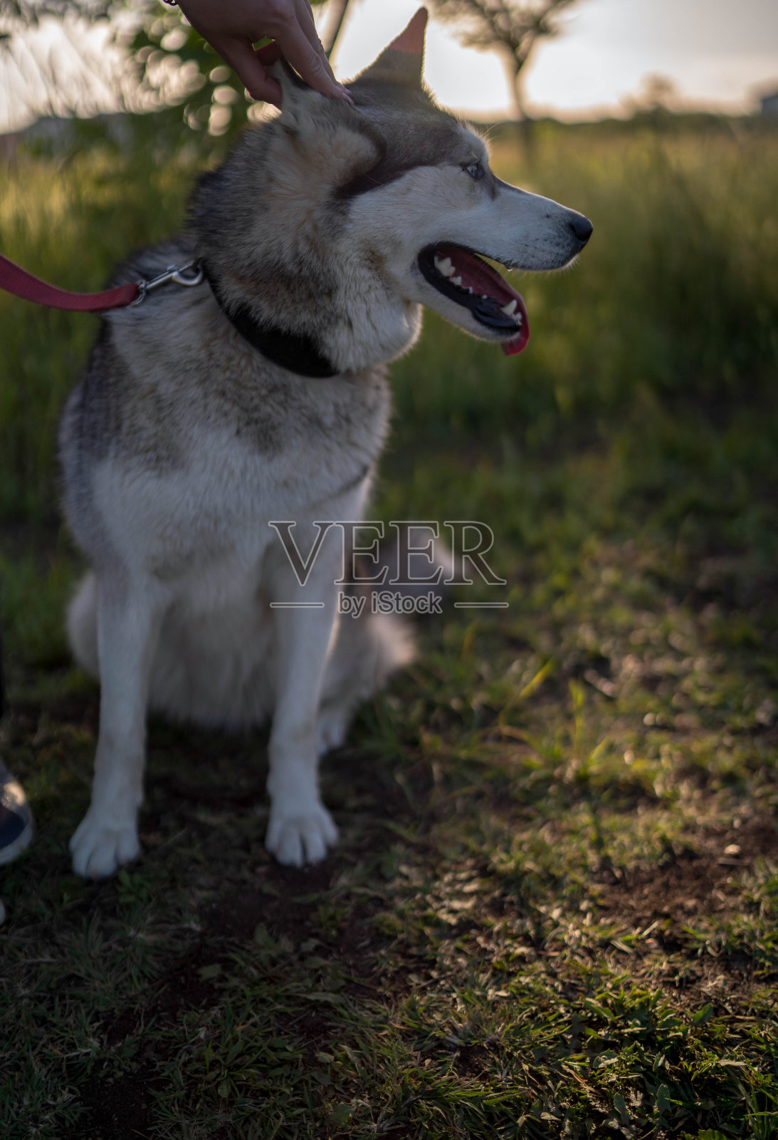 蓝眼睛的西伯利亚哈士奇坐在亮绿色的田野上照片摄影图片