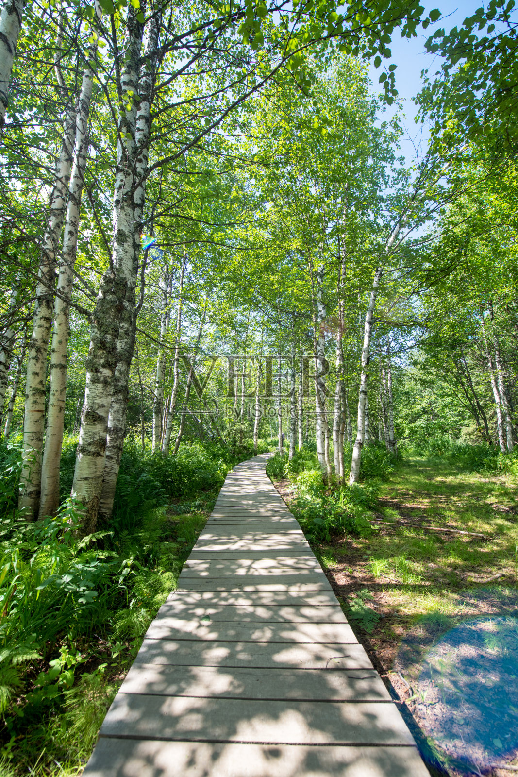 通往Kamenny Gorod的木路——俄罗斯乌拉尔山脉Perm Krai的石城。照片摄影图片