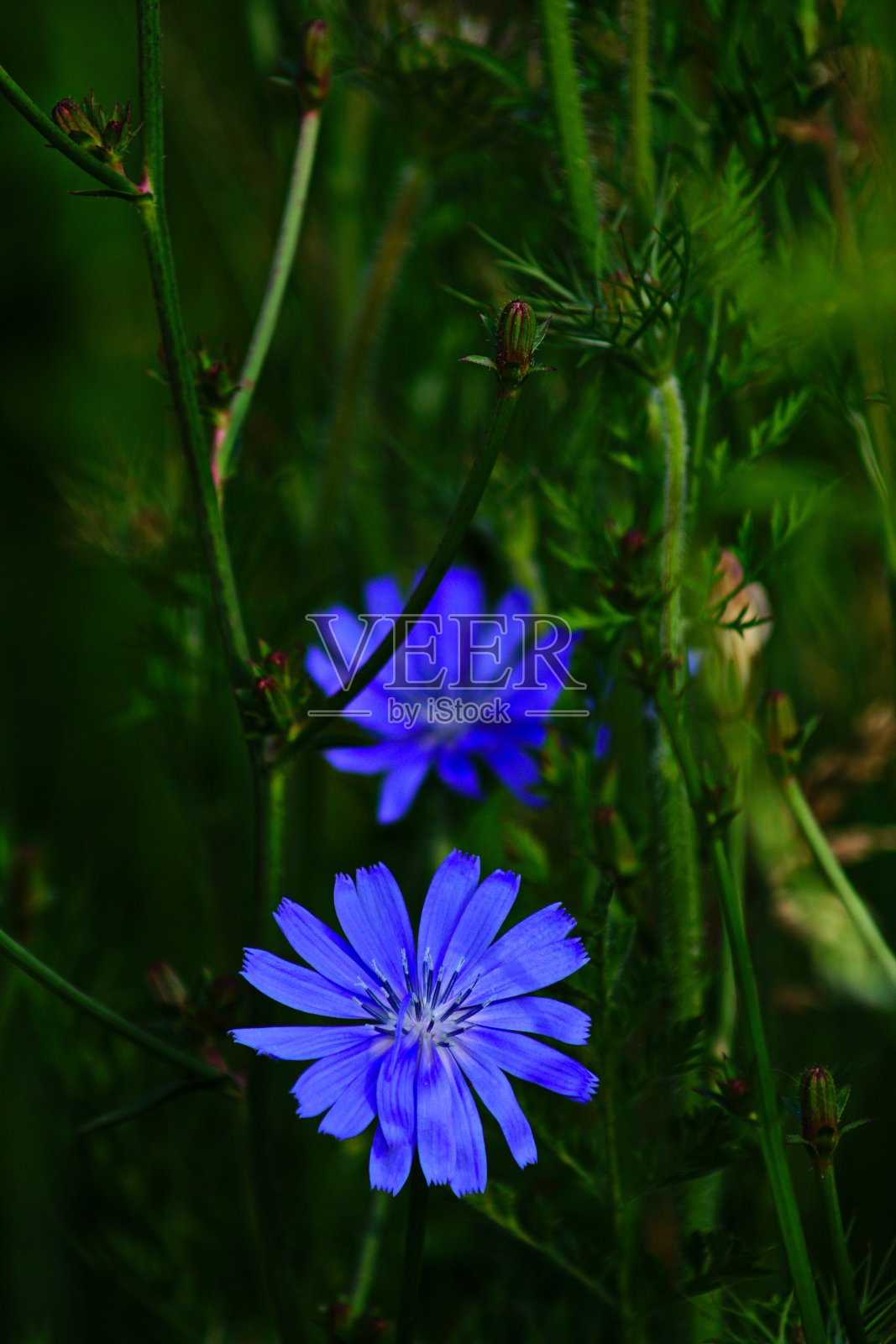 菊苣草甸花在一个野花草地的特写。巴伐利亚,德国。照片摄影图片