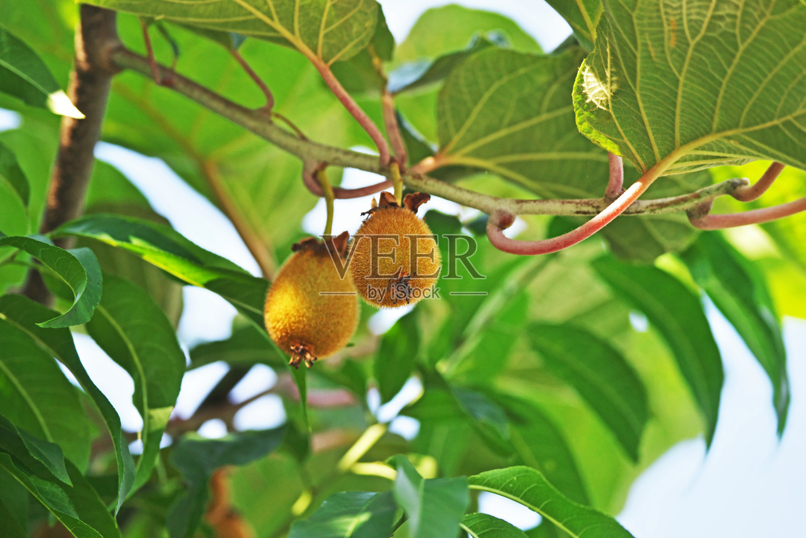 猕猴桃照片摄影图片