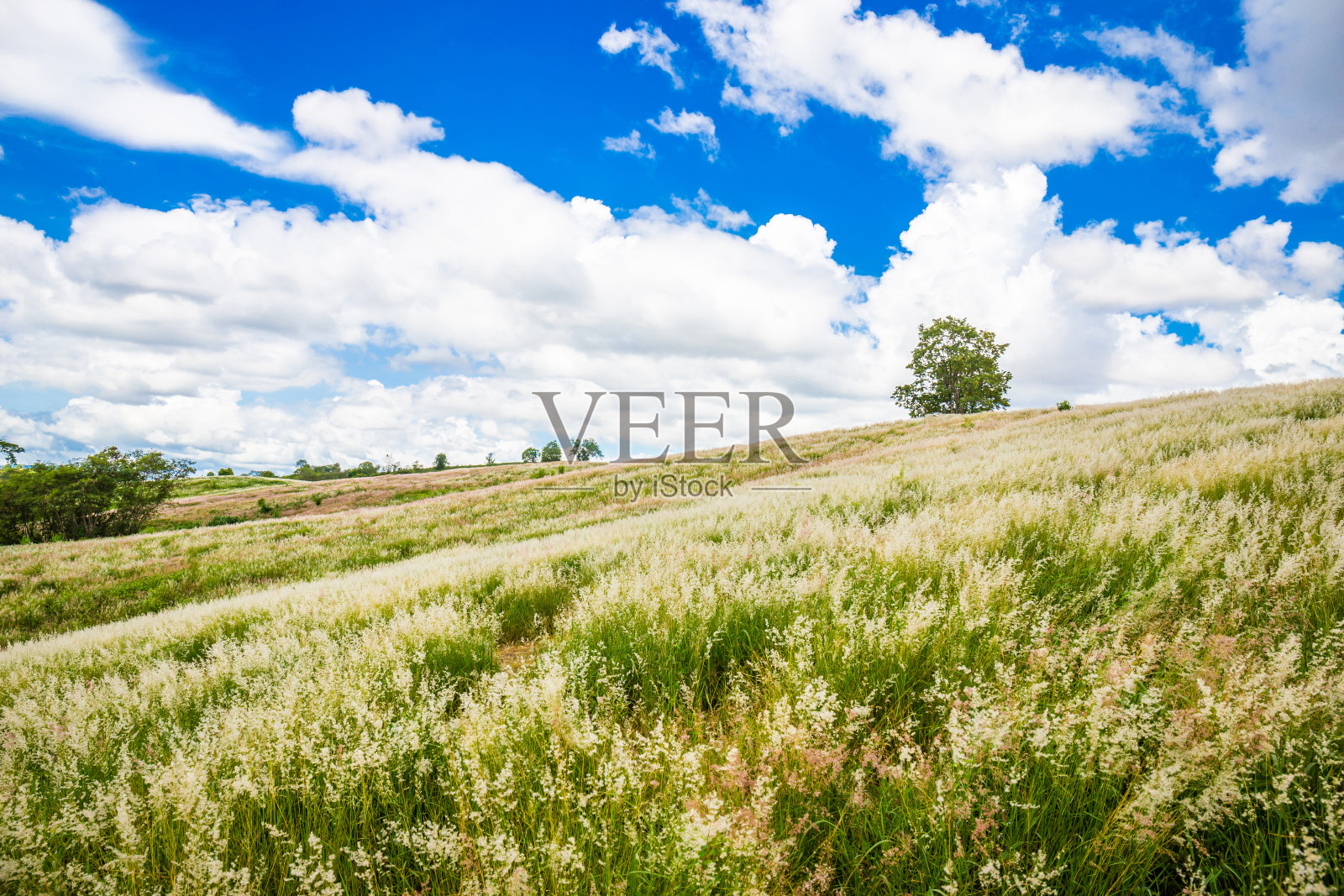 草原与广阔的白花在山上与背景天空照片摄影图片