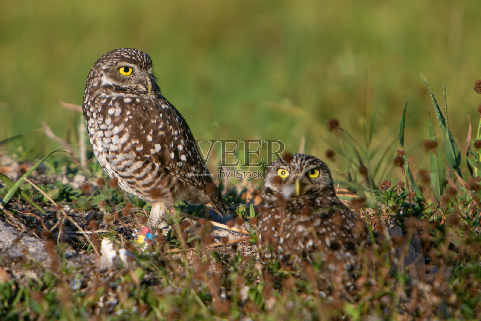 穴居猫头鹰家族照片摄影图片
