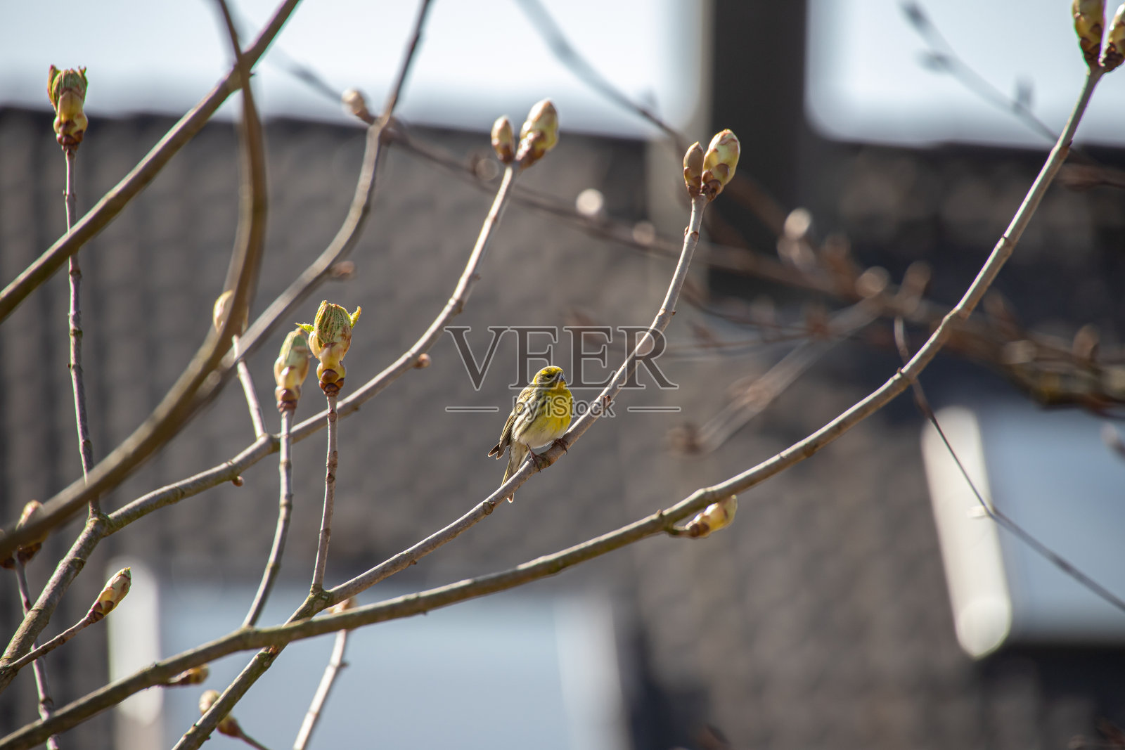 Goldammer坐在栗子里照片摄影图片