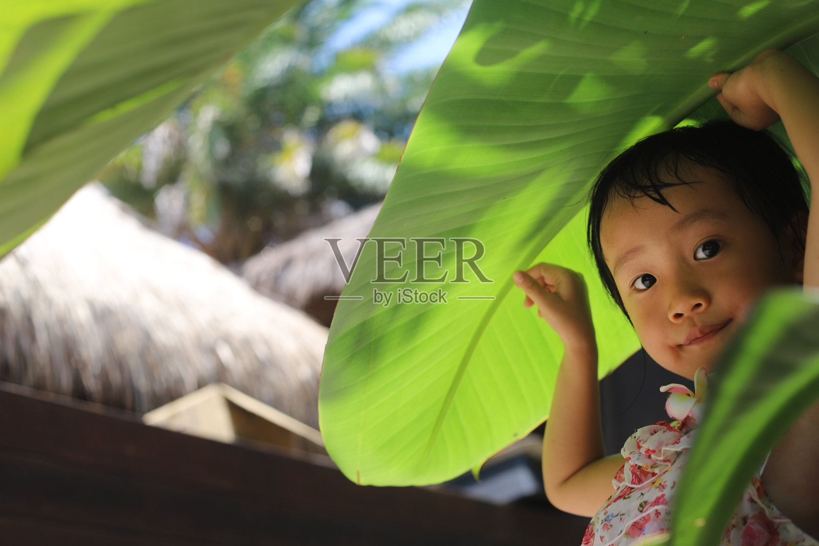 一个亚洲女孩在夏天玩一个大树叶来躲避阳光。照片摄影图片