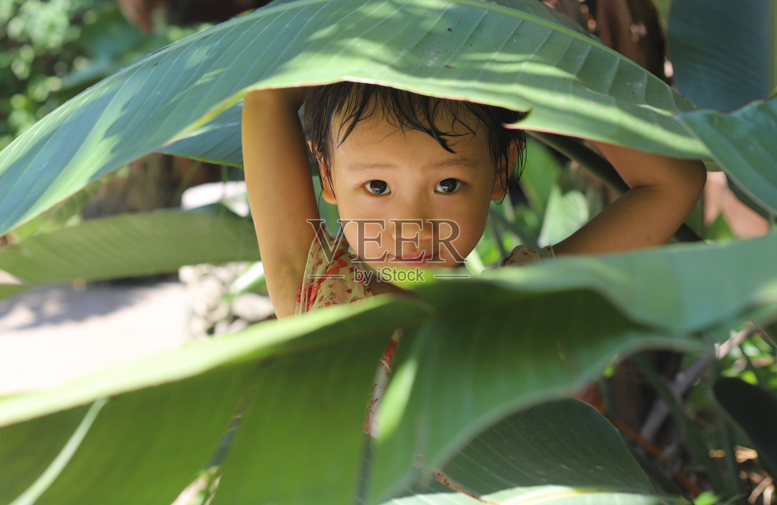 一个亚洲女孩在夏天玩一个大树叶来躲避阳光。照片摄影图片