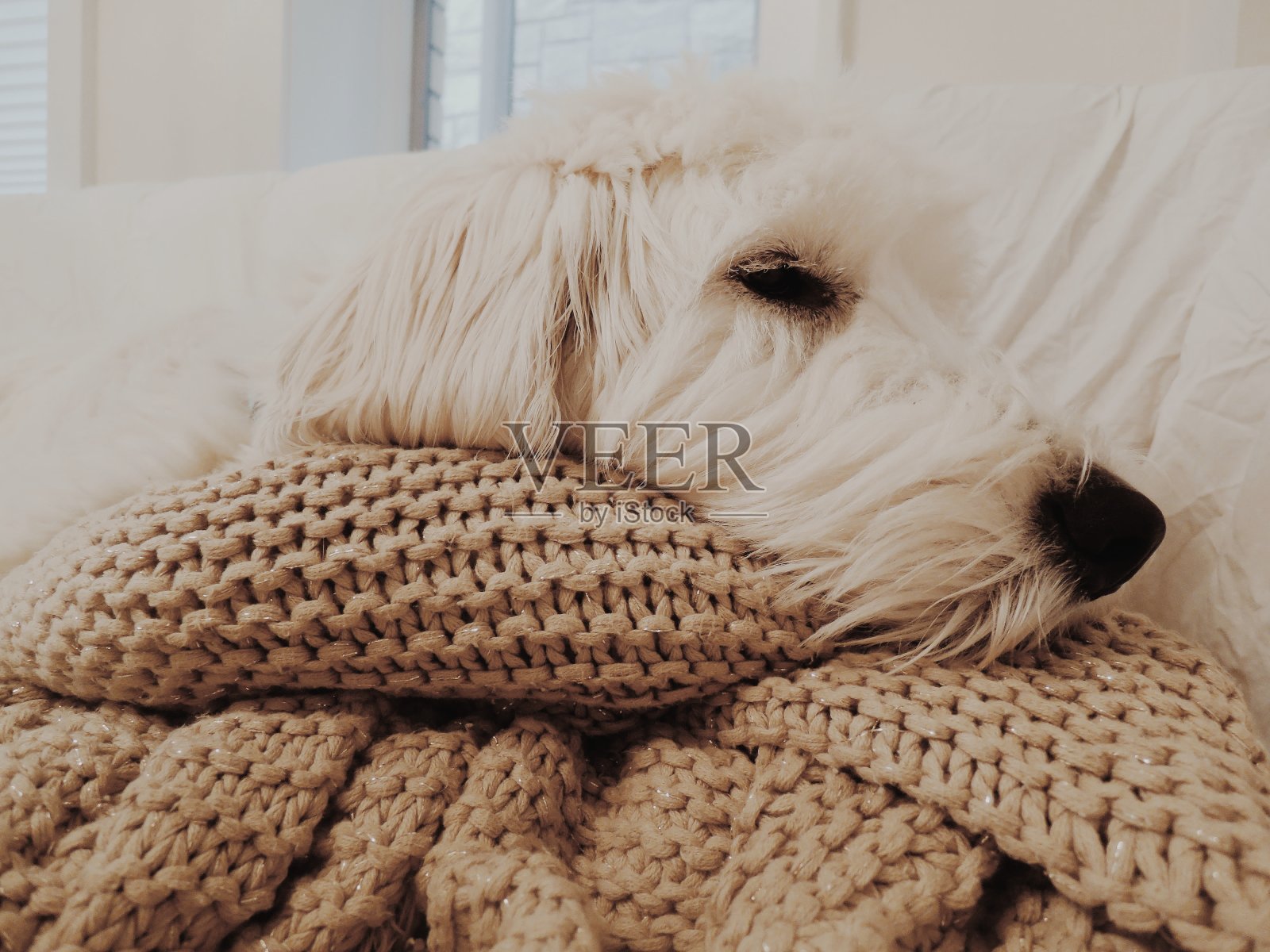 白色的金毛狗裹着被子睡觉照片摄影图片