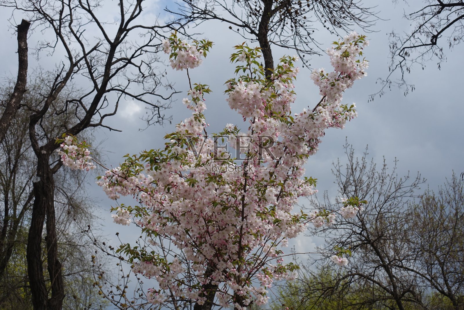 幼小的日本樱桃树在四月盛开照片摄影图片