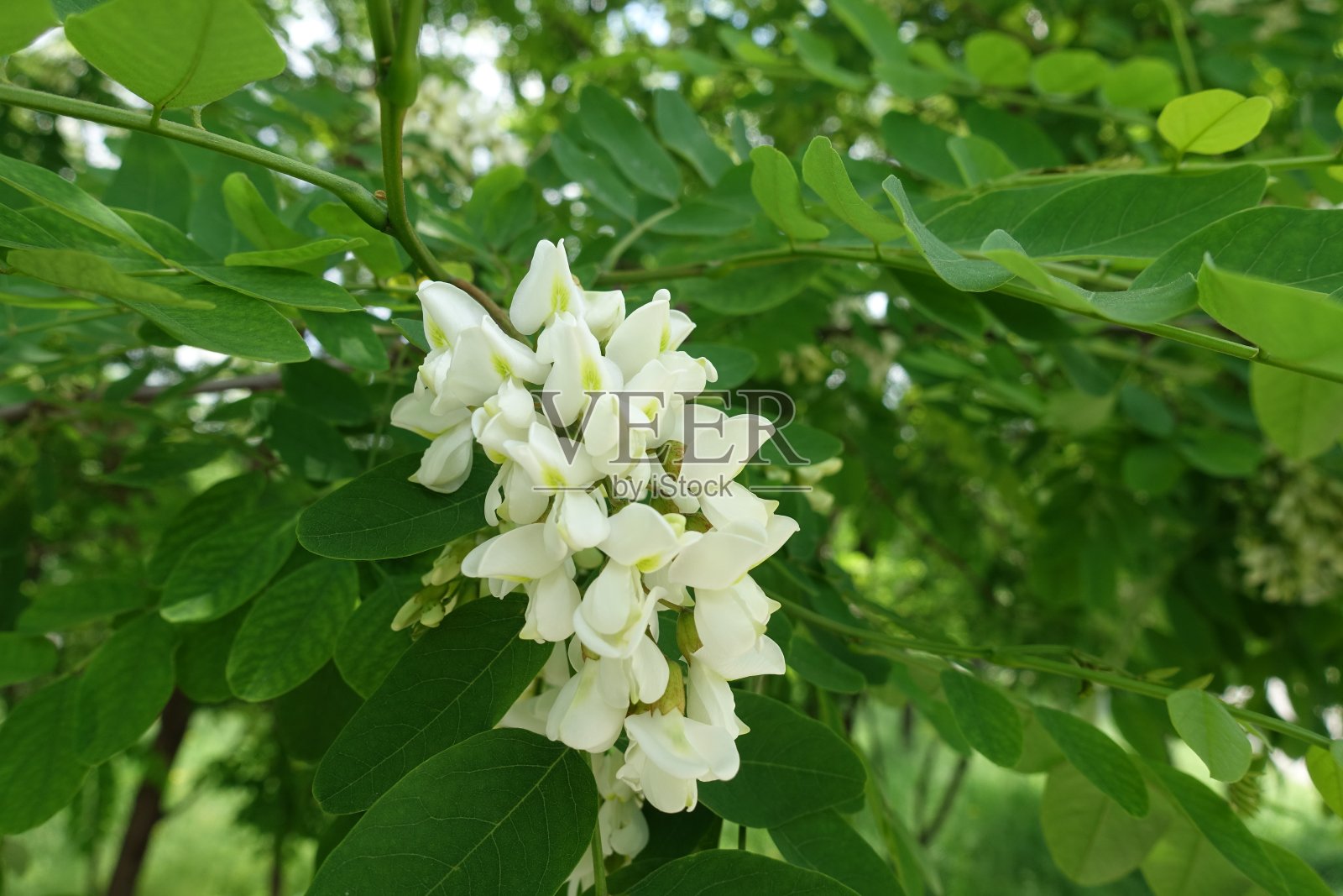 5月中旬刺槐白花总状花序近摄照片摄影图片