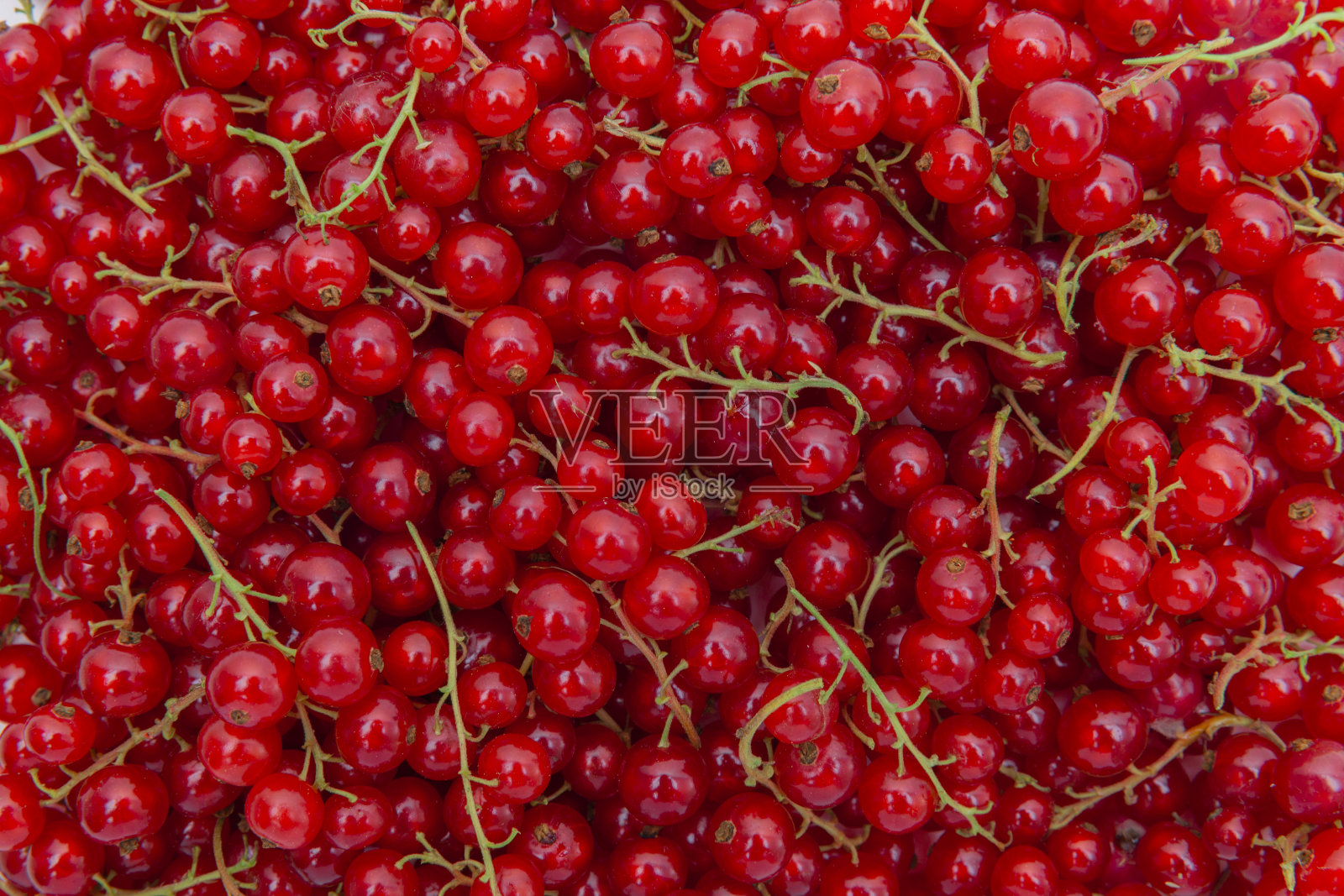 红醋栗照片摄影图片