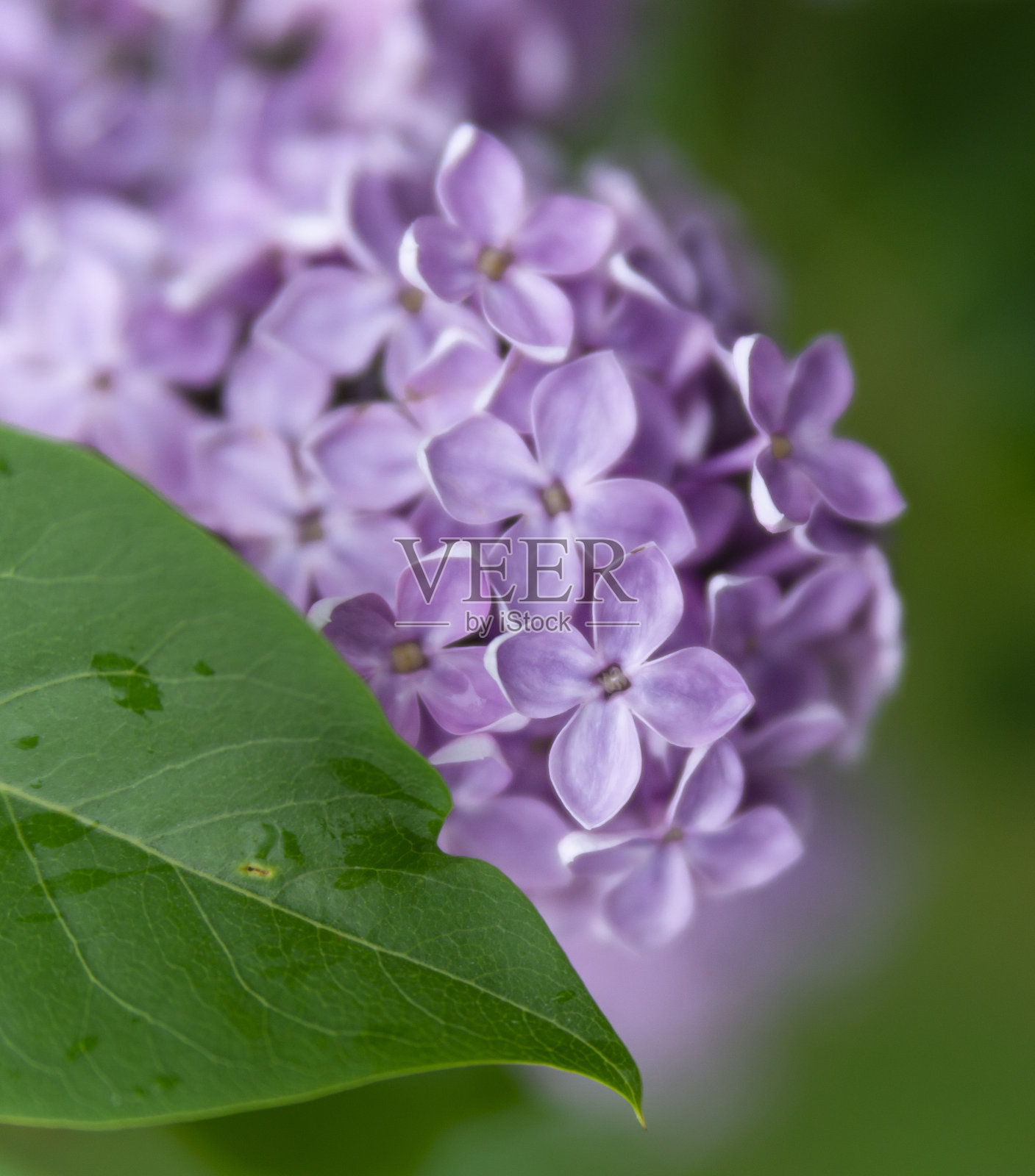 淡紫色关闭照片摄影图片