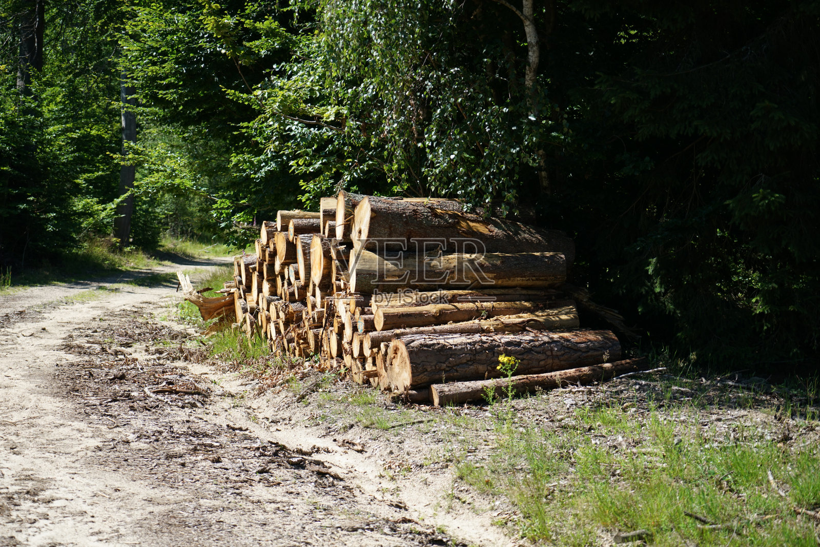 新砍伐的树木储存在森林中晾干，等待进一步处理照片摄影图片