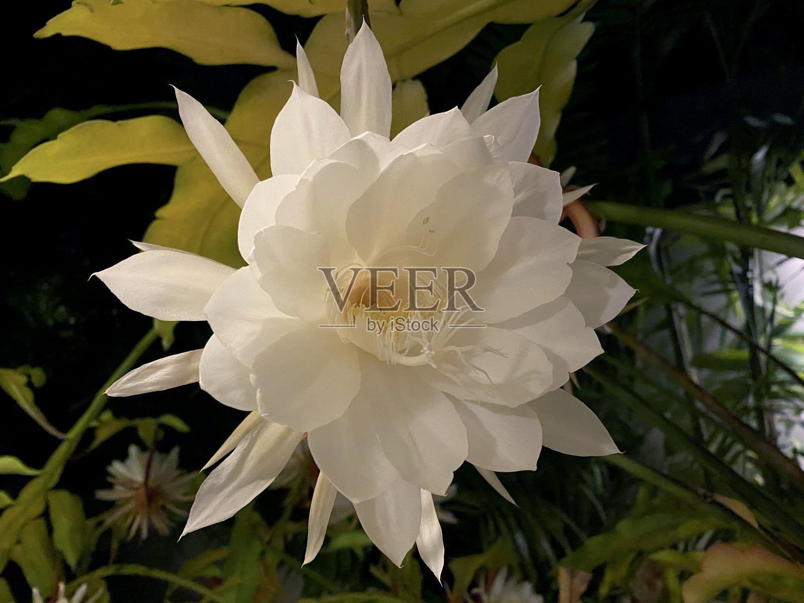 夜后白花夜盛开照片摄影图片