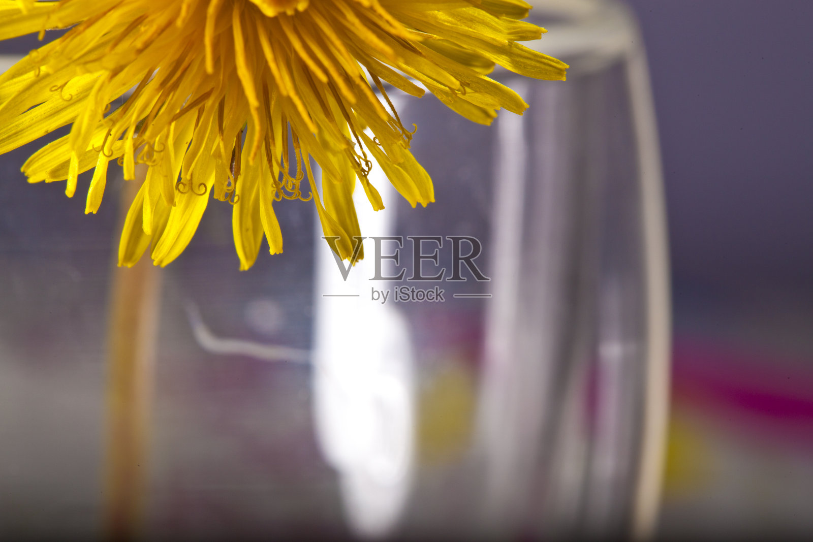 玻璃杯中的蒲公英花照片摄影图片