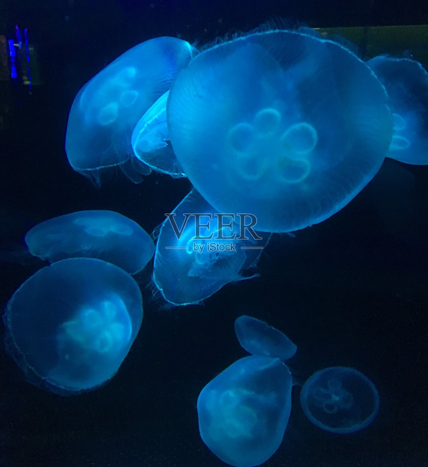 蓝色的水母照片摄影图片
