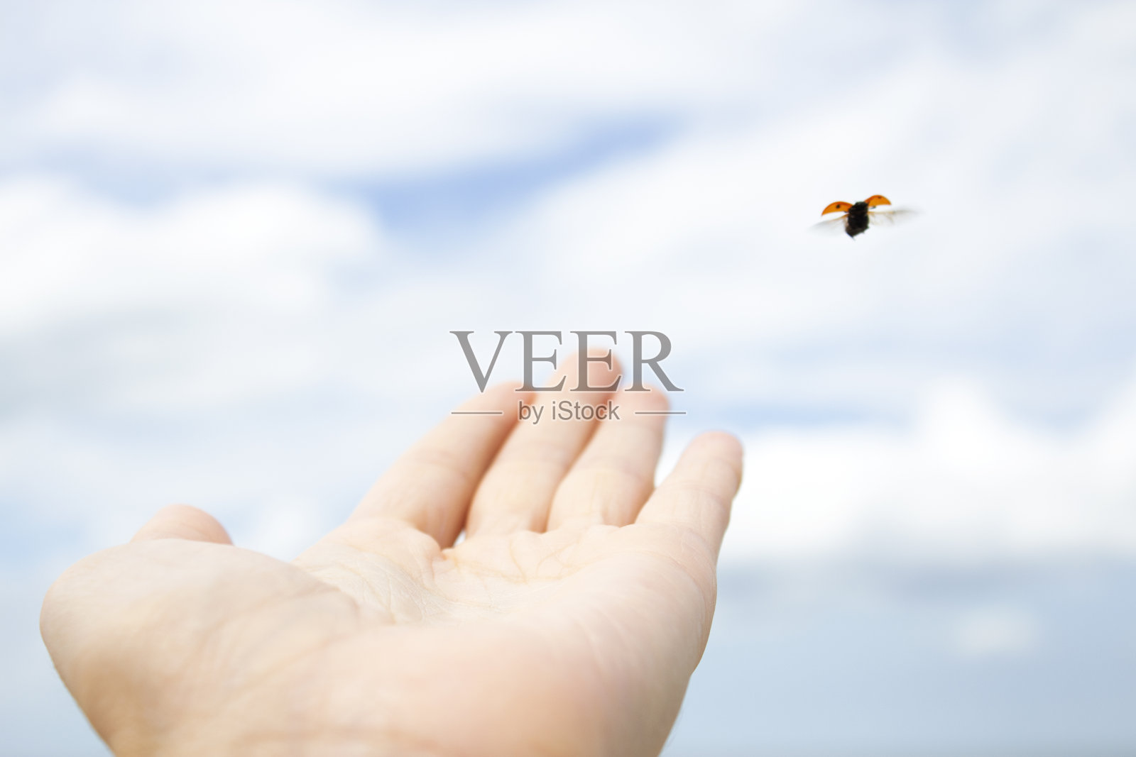 一只瓢虫从一个女人的手上飞走了。一只瓢虫在蓝天上飞翔。自由的概念。去海滩度假。副本的空间。水平照片摄影图片