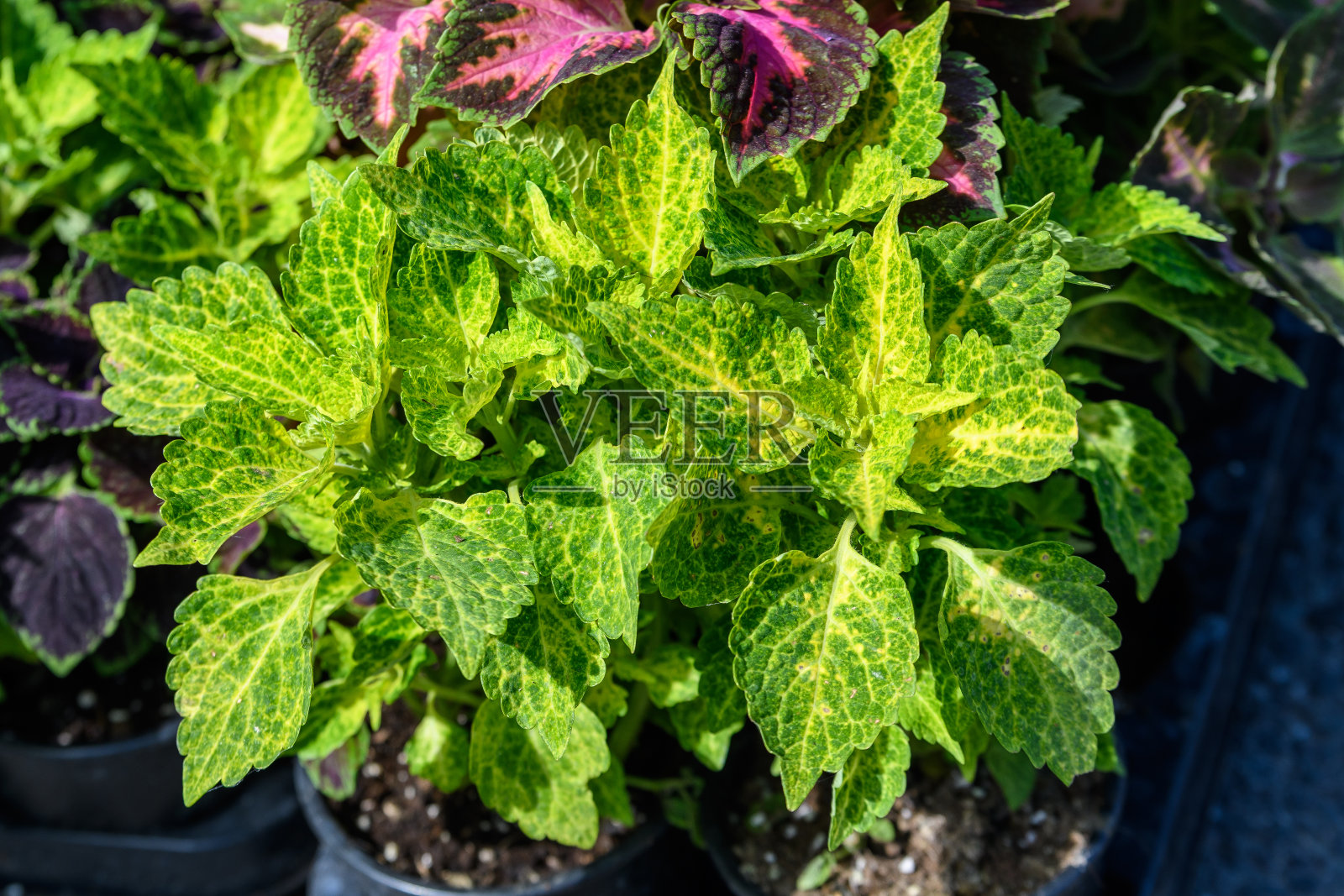 这是一种花园植物——彩叶草(Plectranthus scutellarioides)的绿叶，在阳光直射下放置于盆中出售照片摄影图片