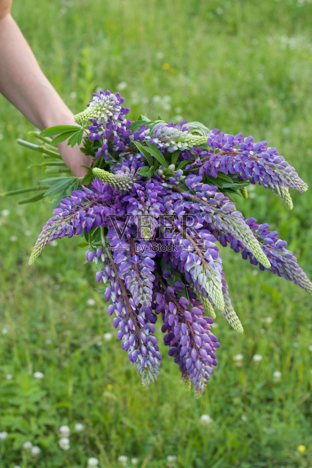 女性的手拿着一束羽扇豆在绿色的草地上。特写镜头。照片摄影图片