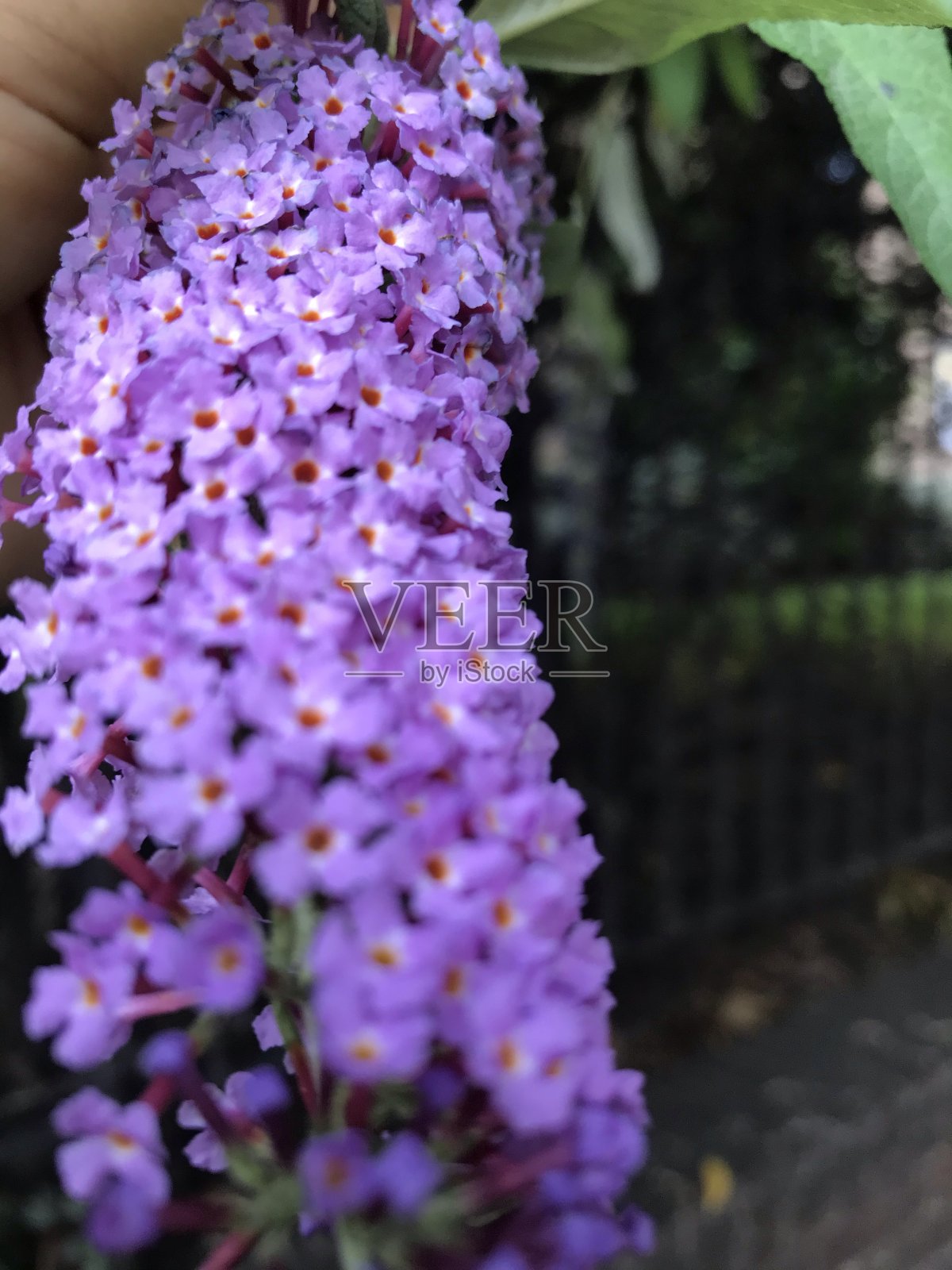 夏花照片摄影图片