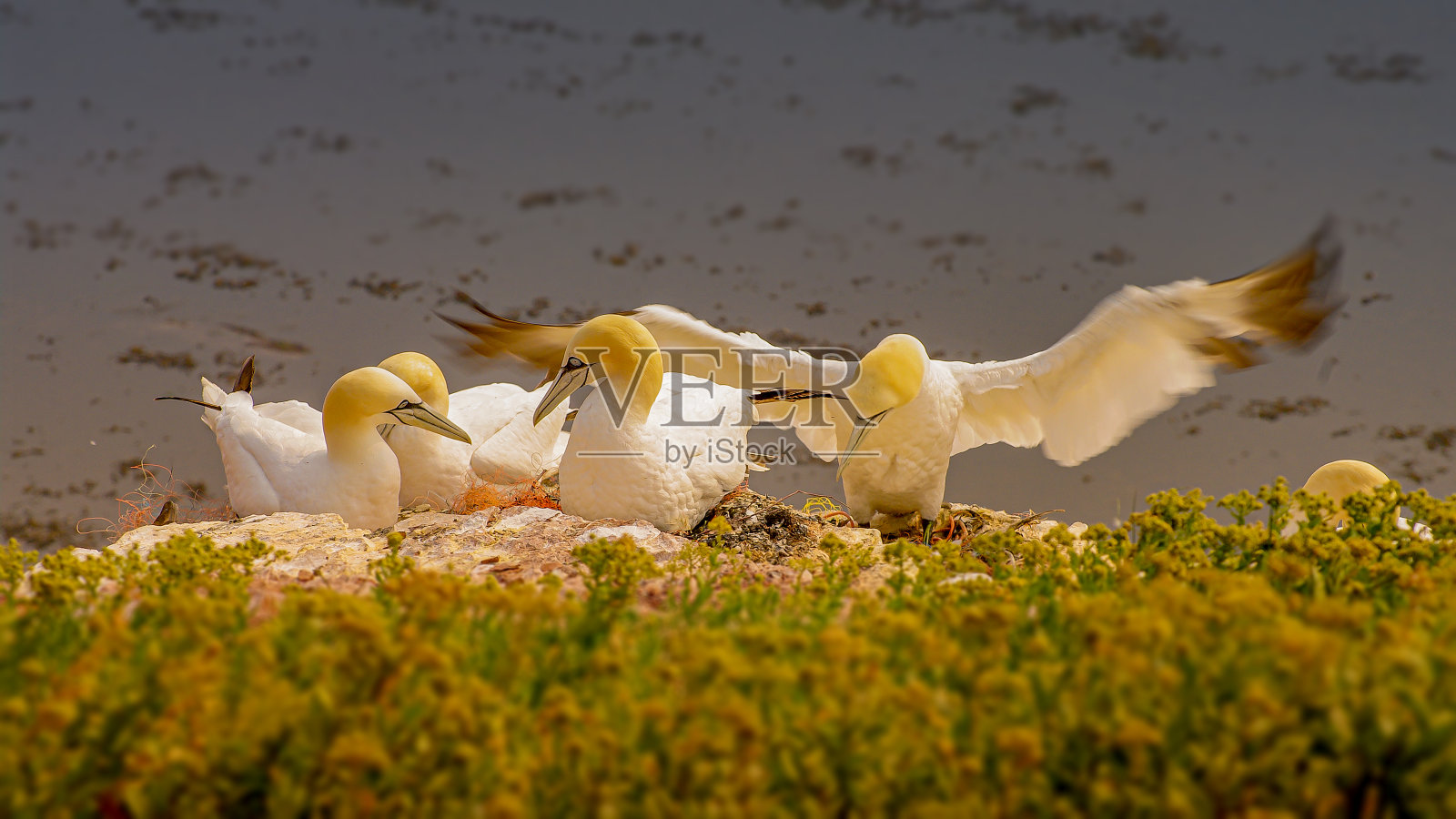 在日落期间，在海尔戈兰岛，北海，德国，近景，细节野生北大西洋塘鹅的巢照片摄影图片