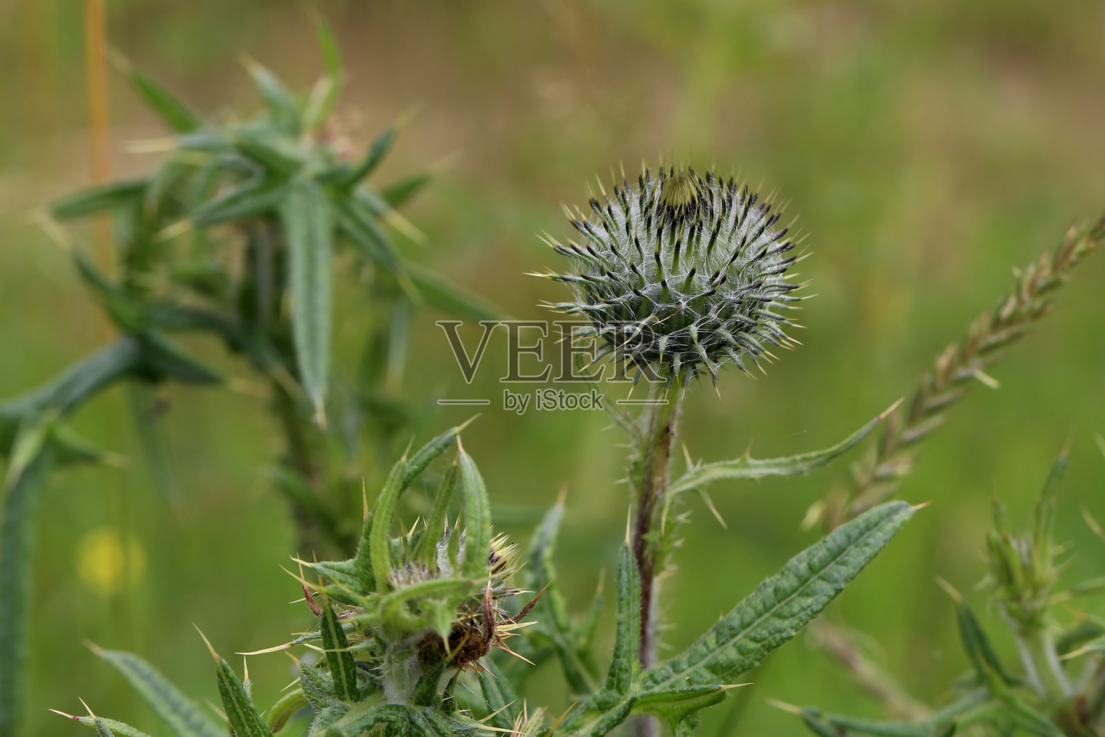 城市花园中蓟的紫色花朵照片摄影图片