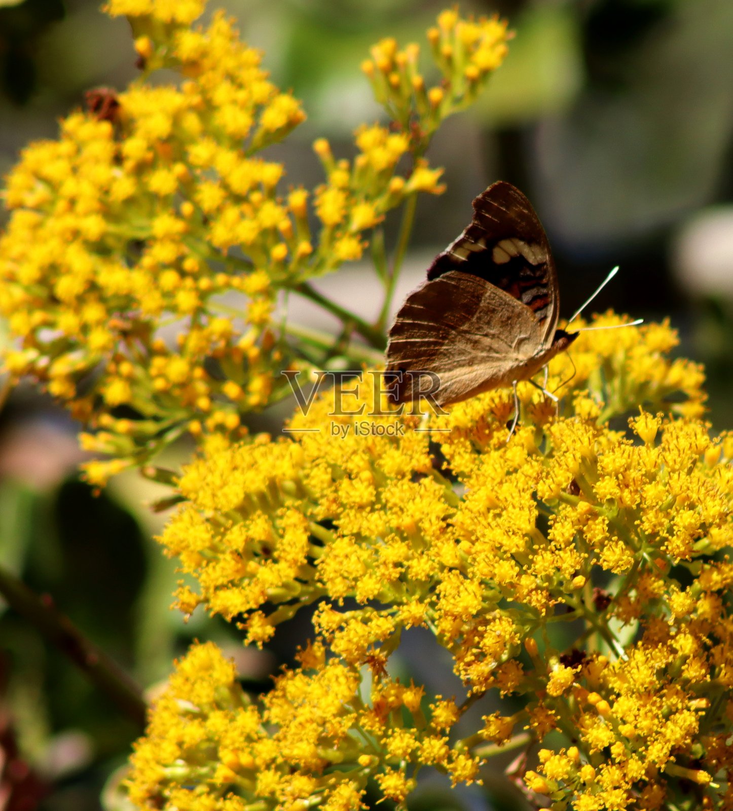 蝴蝶照片摄影图片
