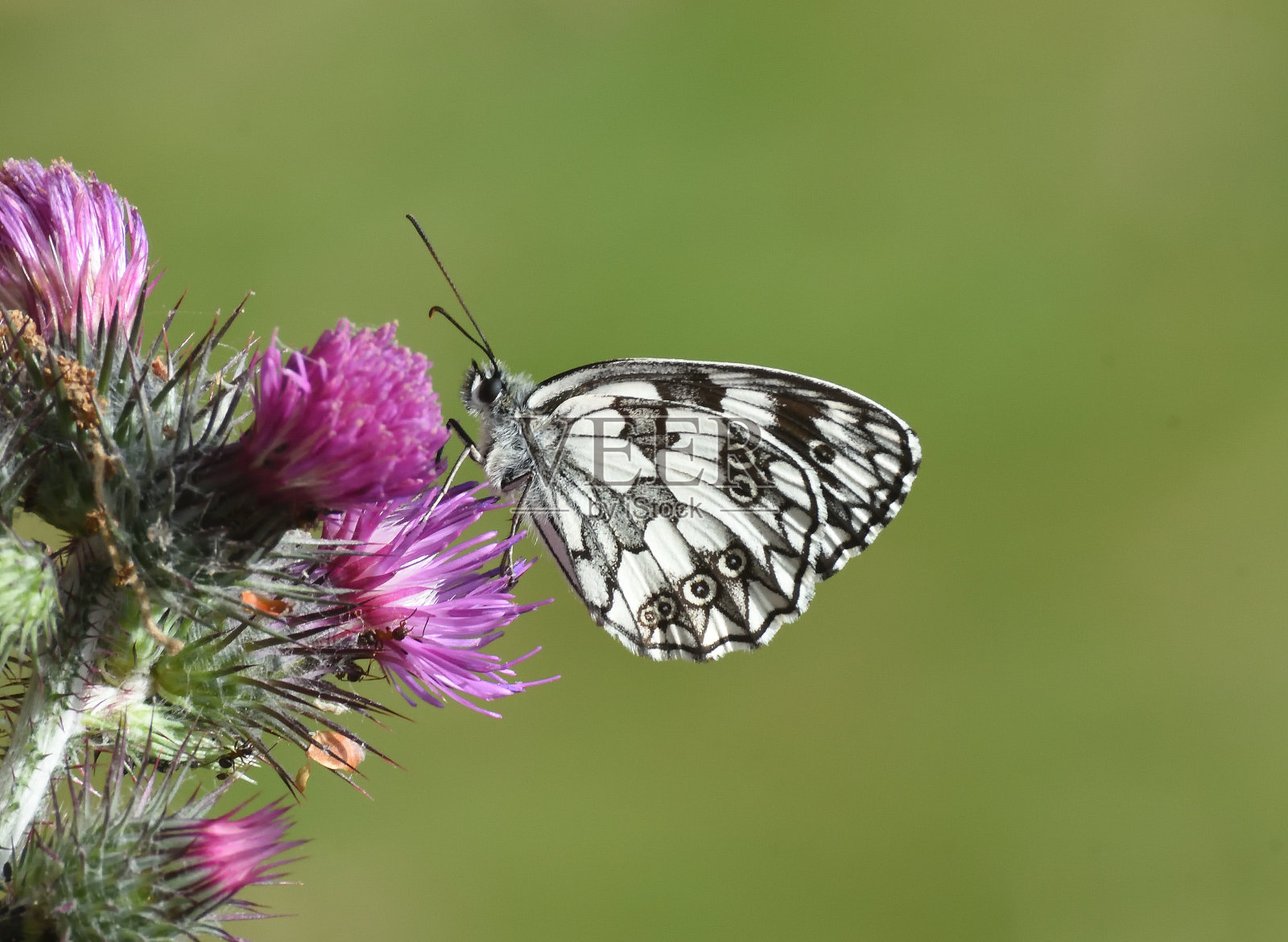 蝴蝶在蓟上的特写镜头照片摄影图片