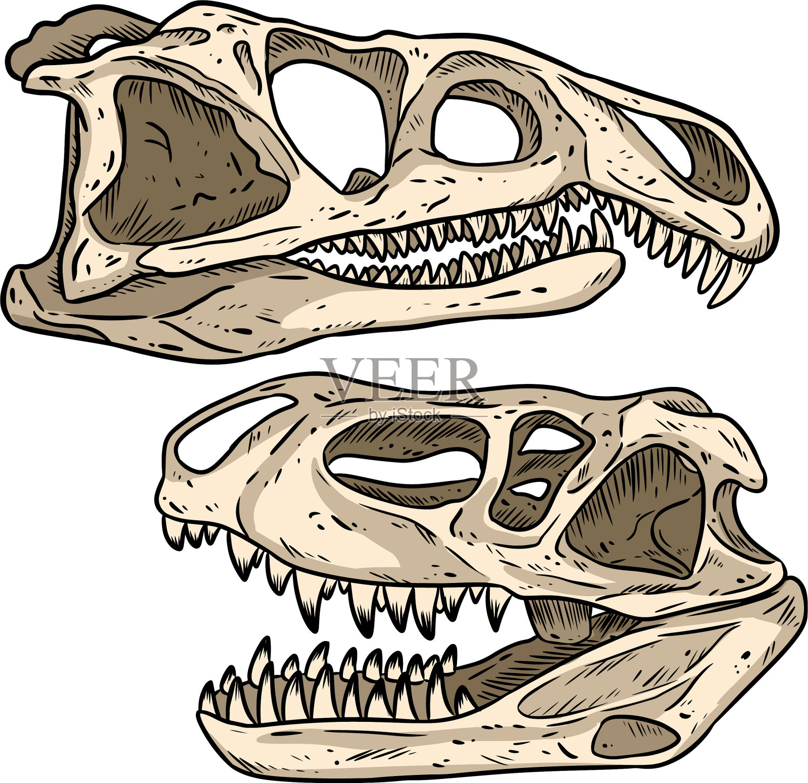 食肉恐龙头骨线手绘素描设计元素图片