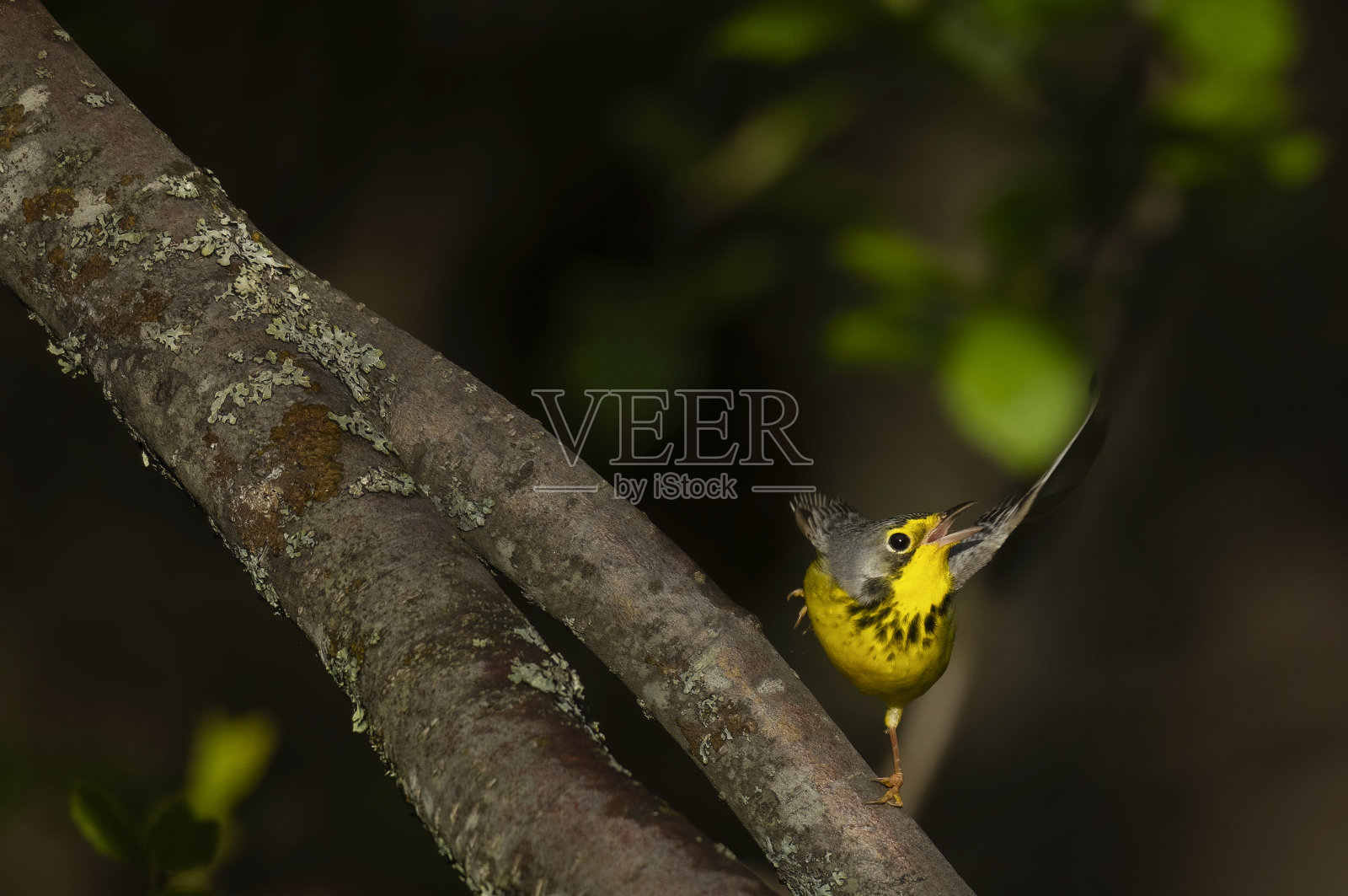 莺照片摄影图片