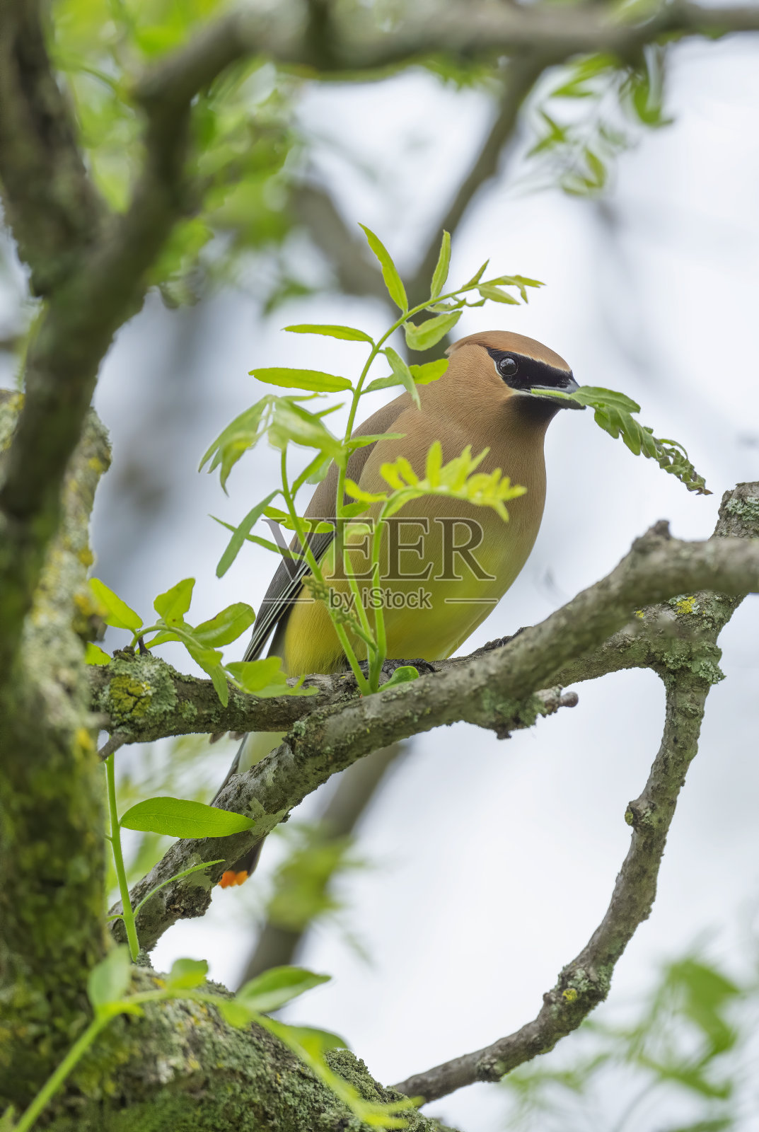 雪松连雀照片摄影图片