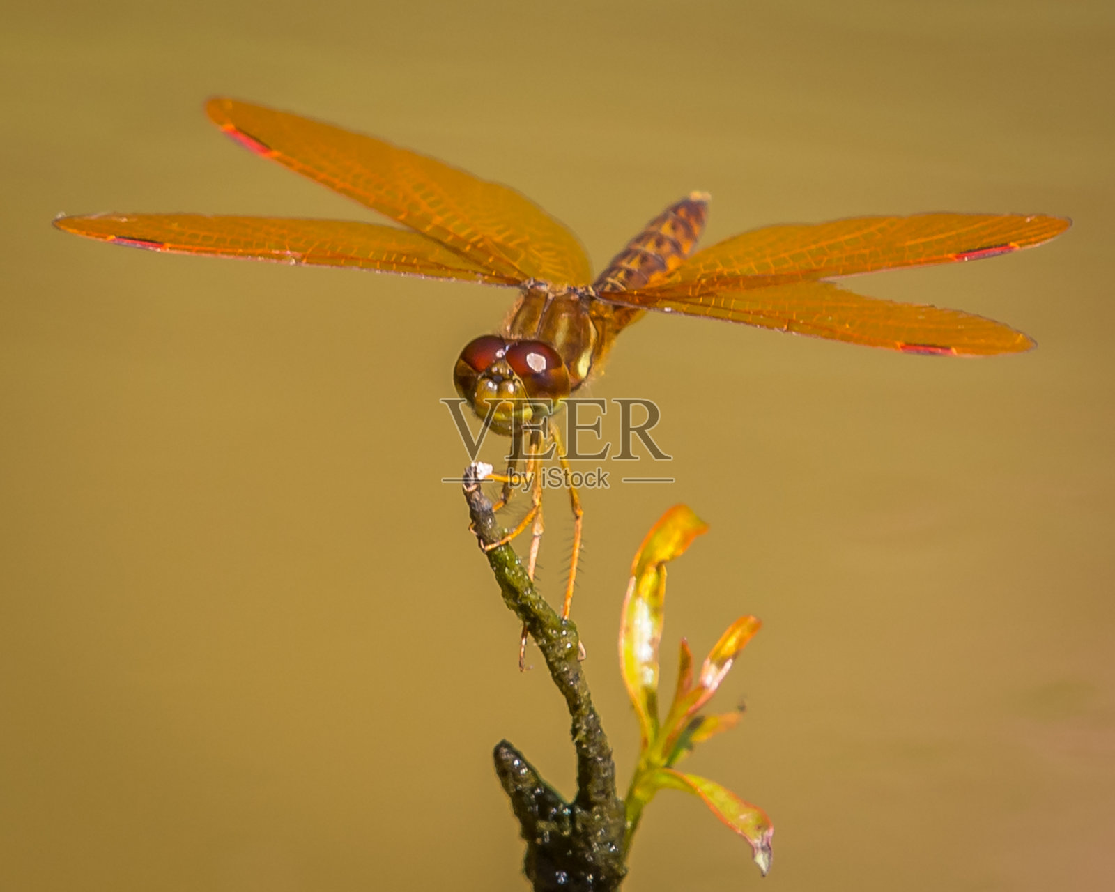 红蜻蜓在树枝上照片摄影图片