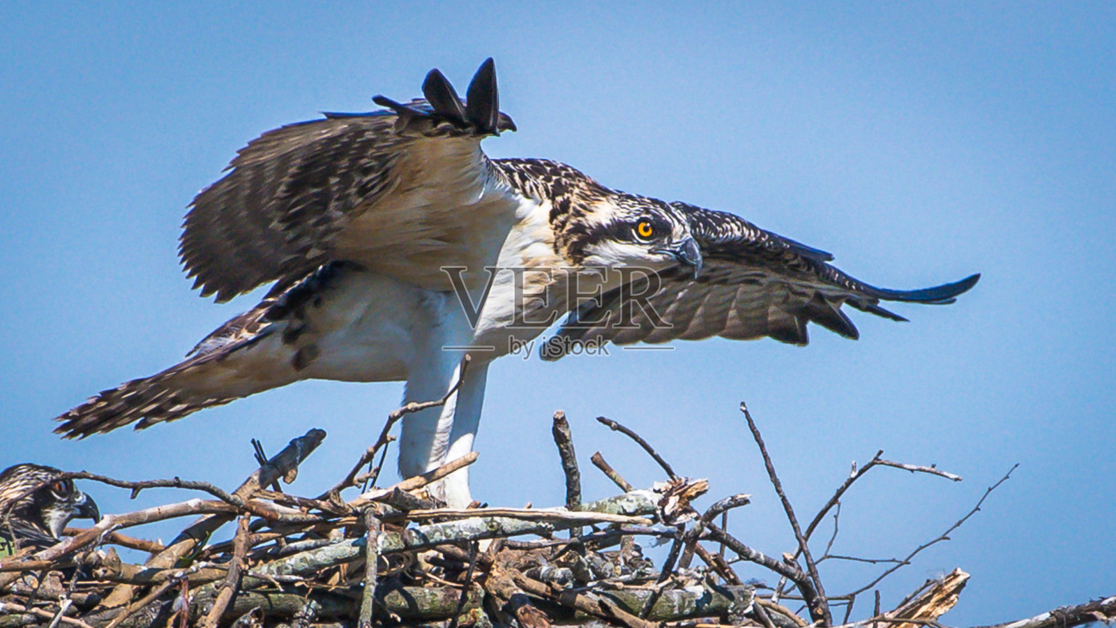 鸟巢里的鱼鹰宝宝照片摄影图片