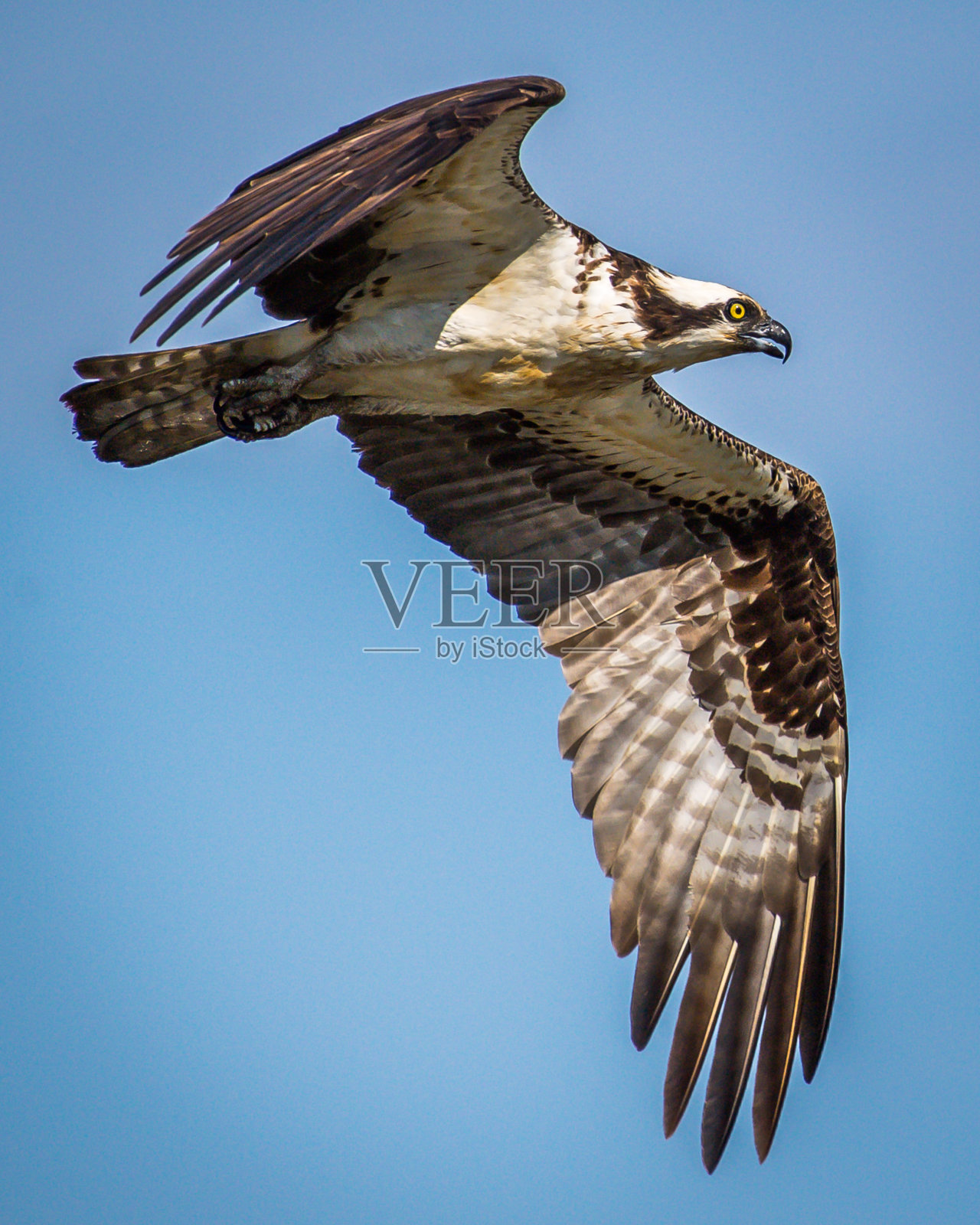 鸟巢里的鱼鹰宝宝照片摄影图片