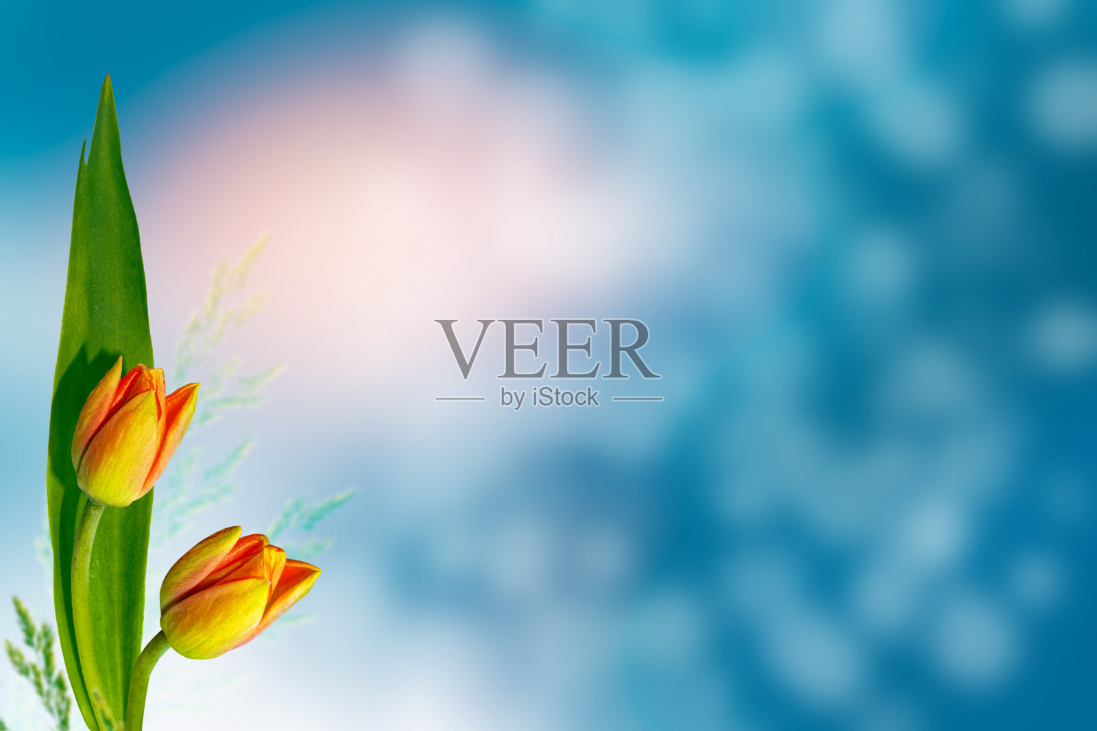 春天花郁金香照片摄影图片