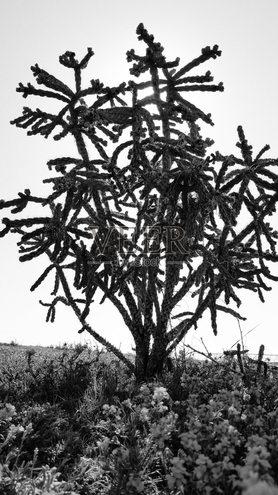 原生植物照片摄影图片