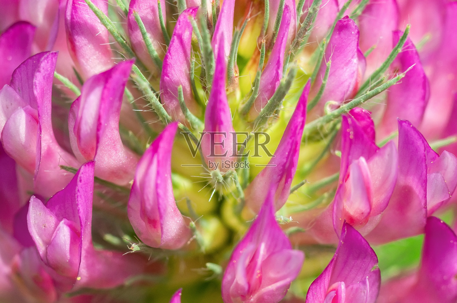 粉红色的三叶草照片摄影图片