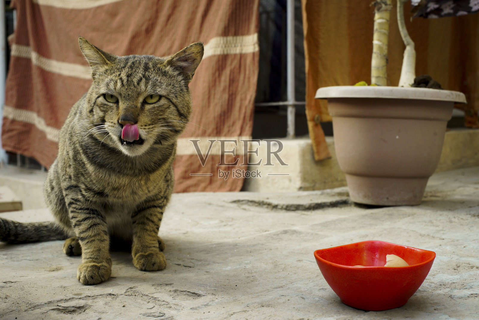 猫吃完美味的一餐后照片摄影图片