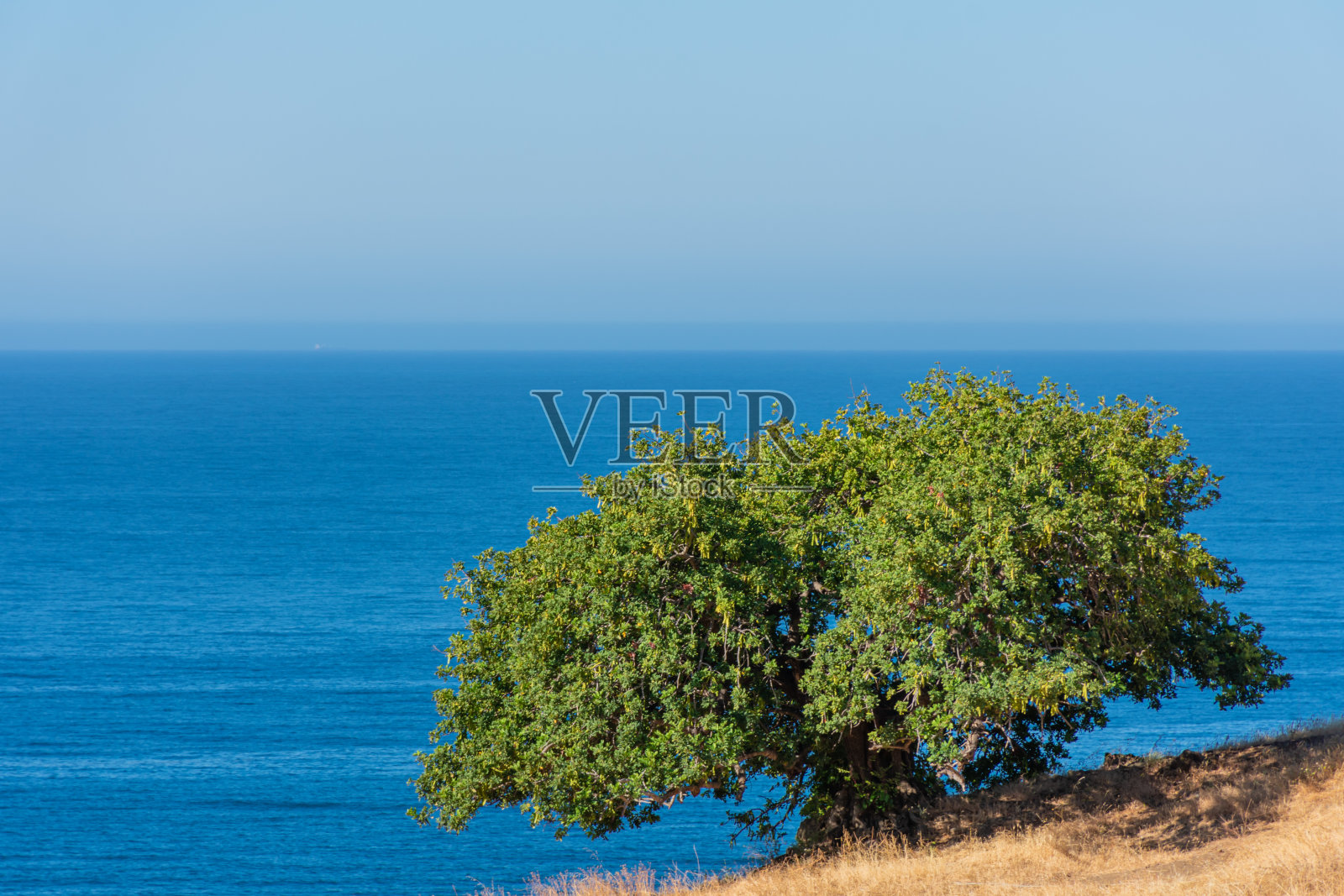 孤独的角豆树照片摄影图片